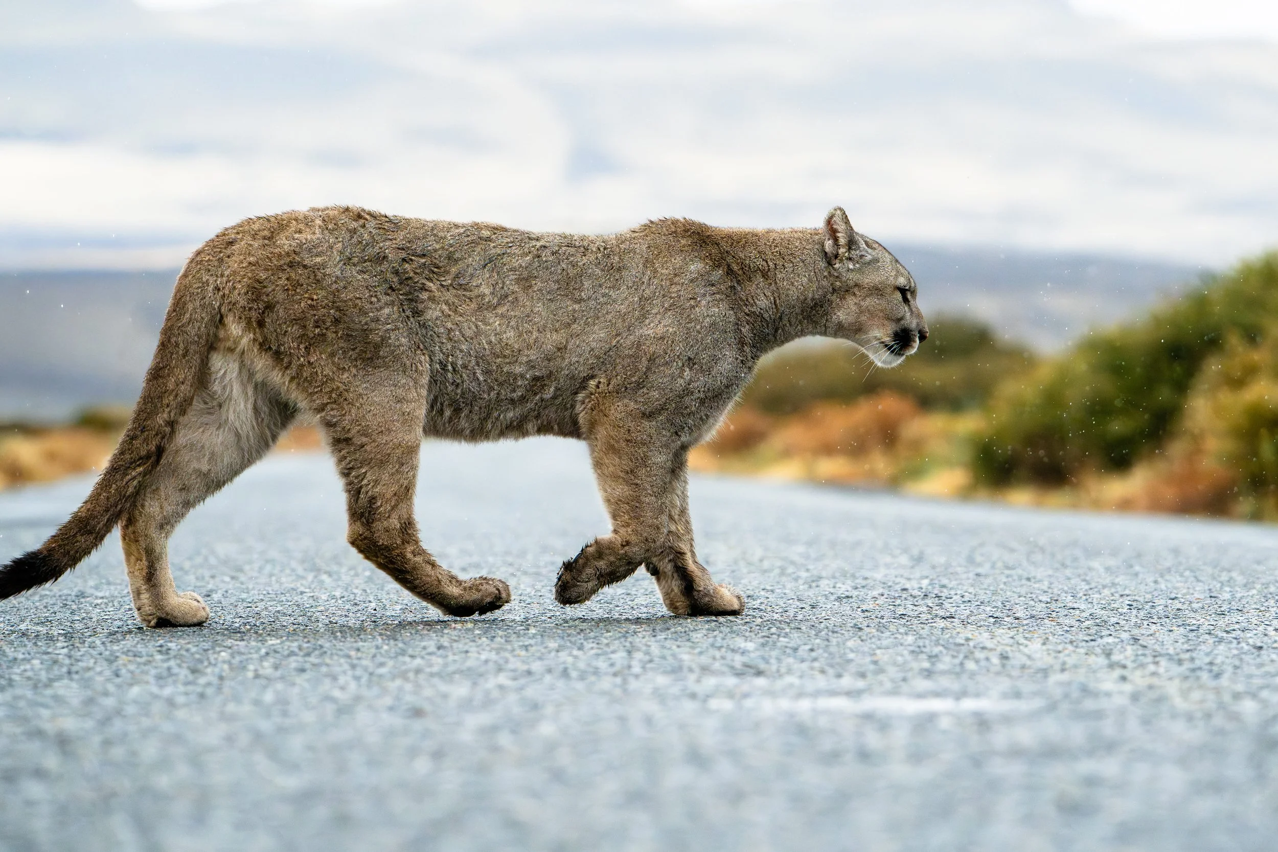 NZ8_8483-6.jpg