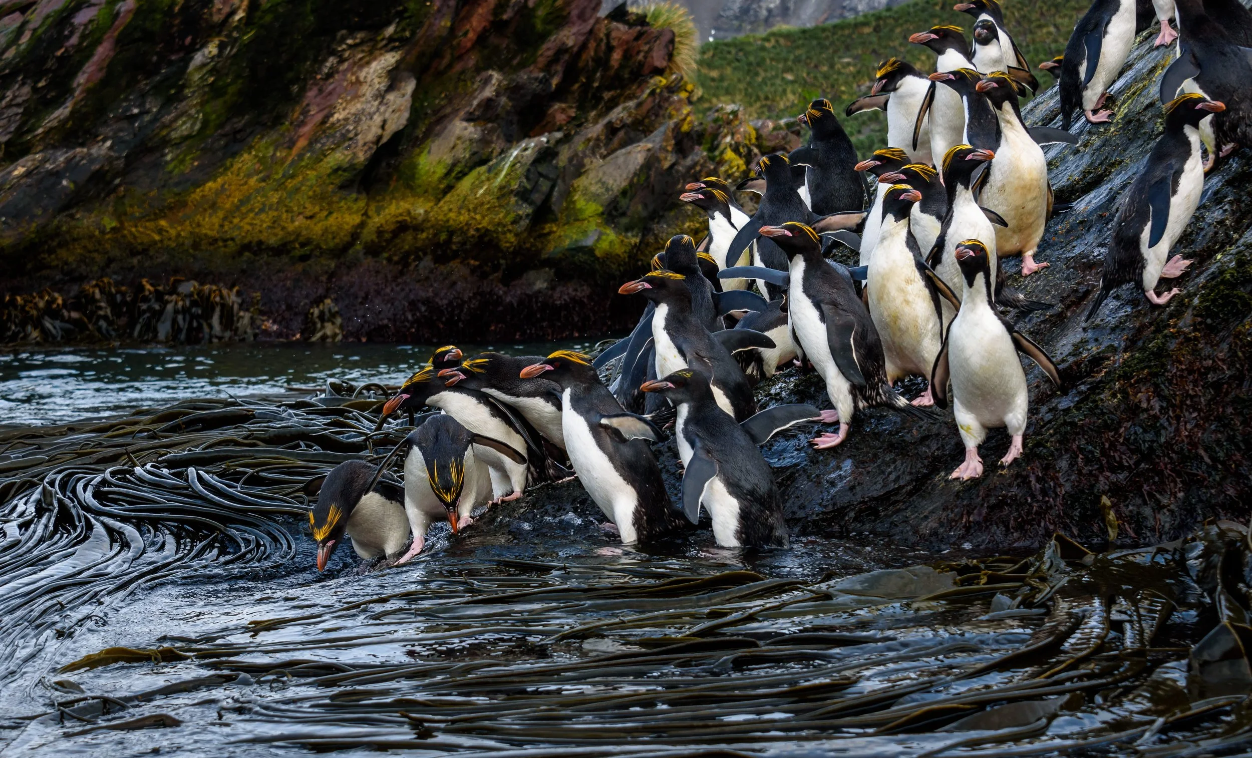 Macaroni-penguins-on-the-beach-South-Georgia-Shutterstock-Secret-Atlas-2.jpg