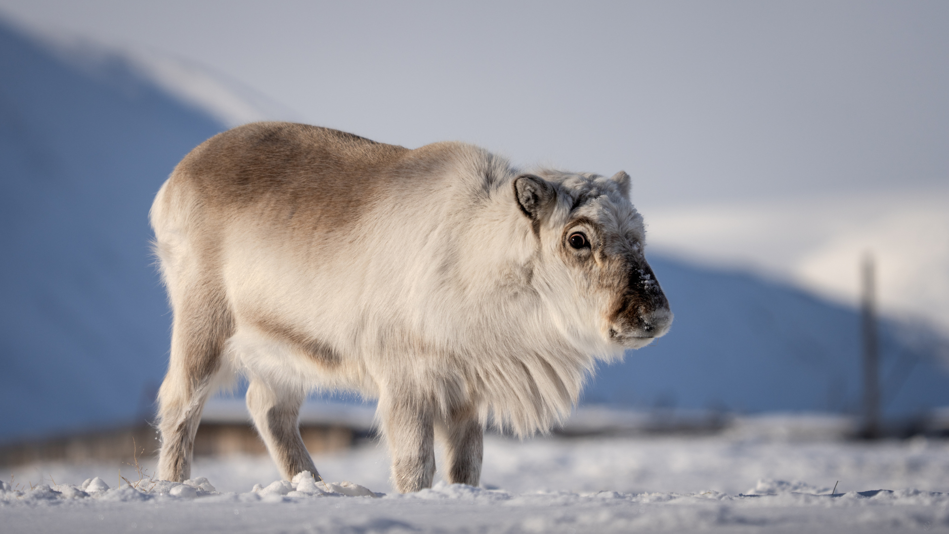 BLACK DELIGHTS PARA LOS TÍTULOS-7.png