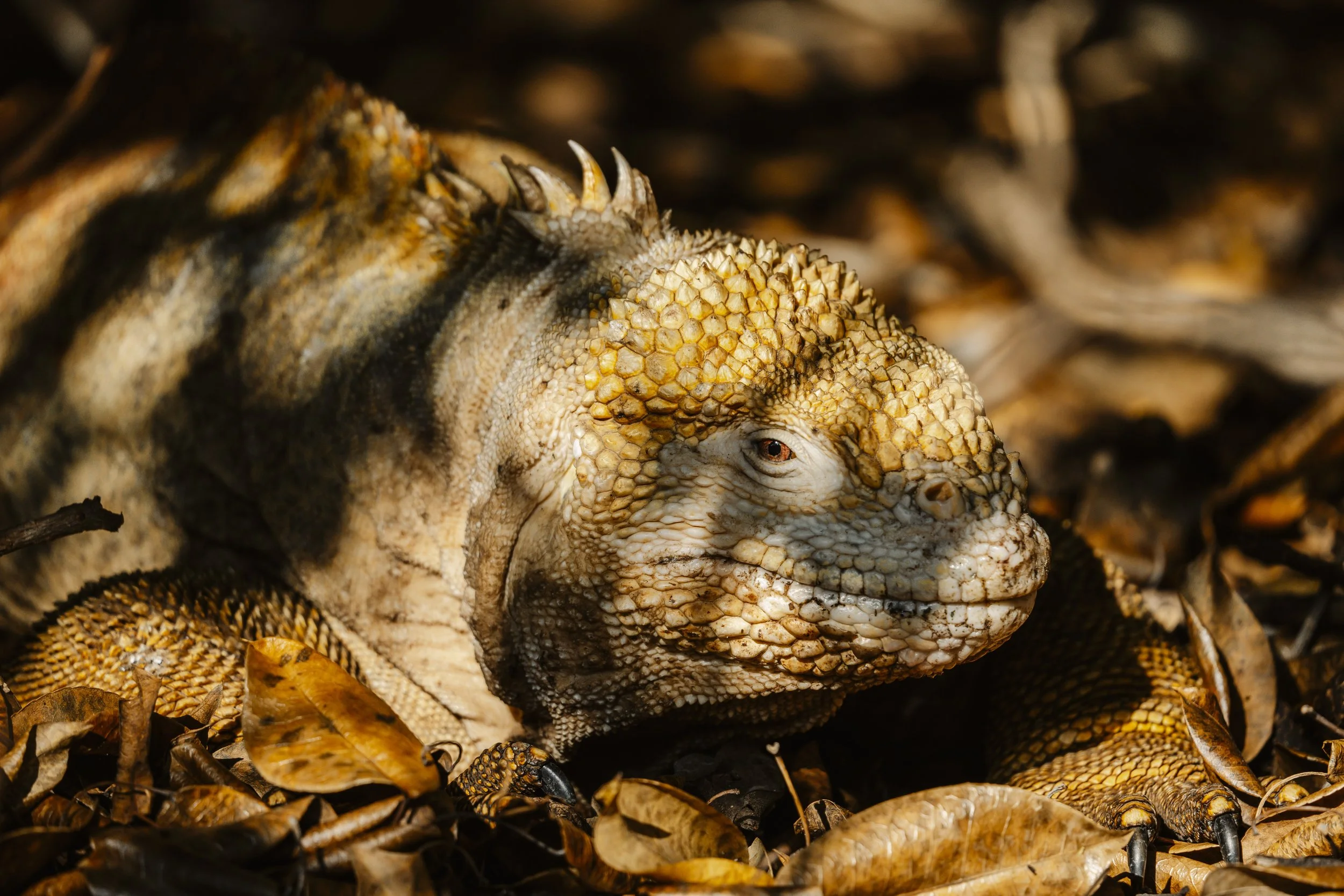 Cerro Dragon - Santa Cruz by Dana Bjarner 1.jpg