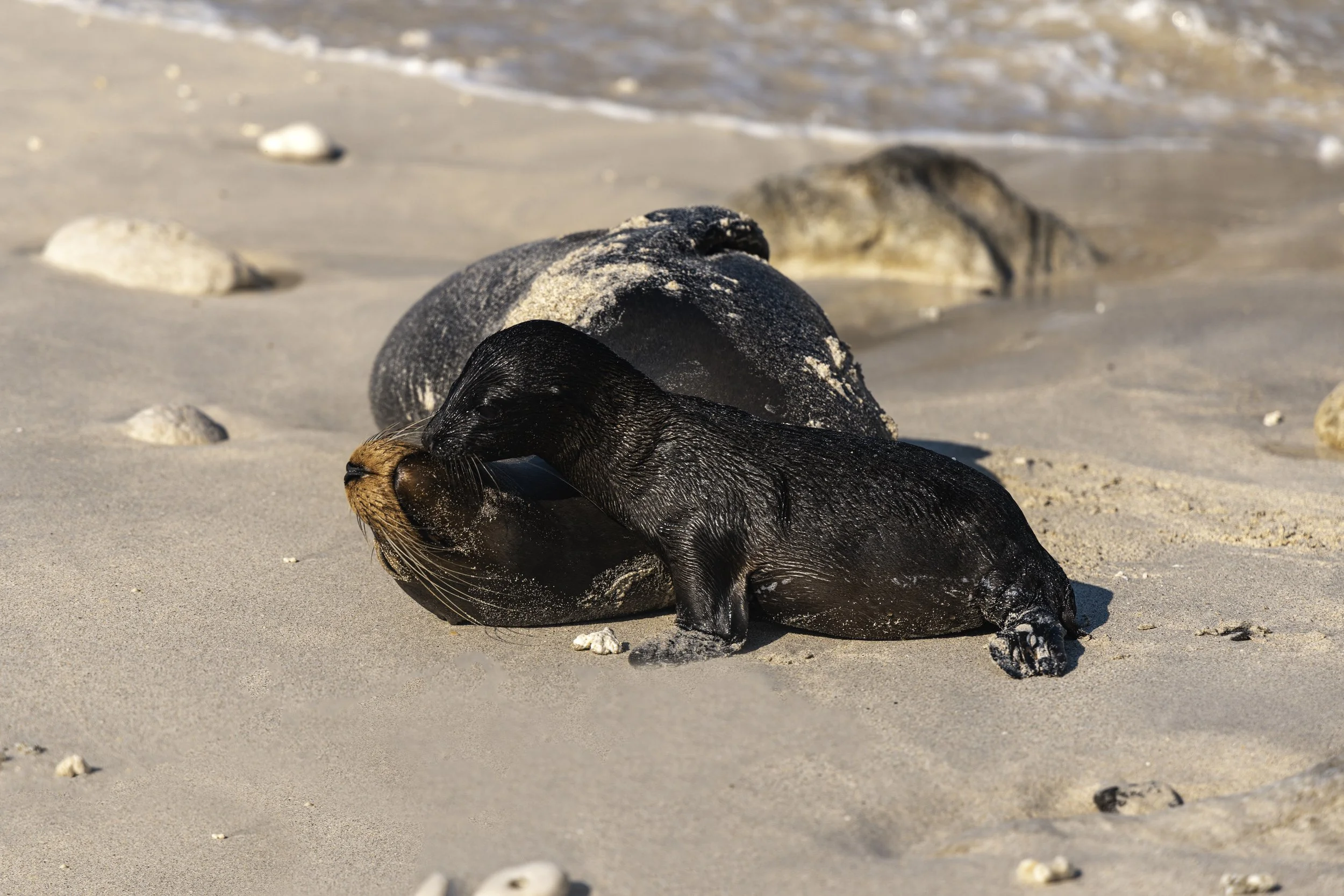 Darwin Bay - Genovesa by Christopher Cueva 3.jpg