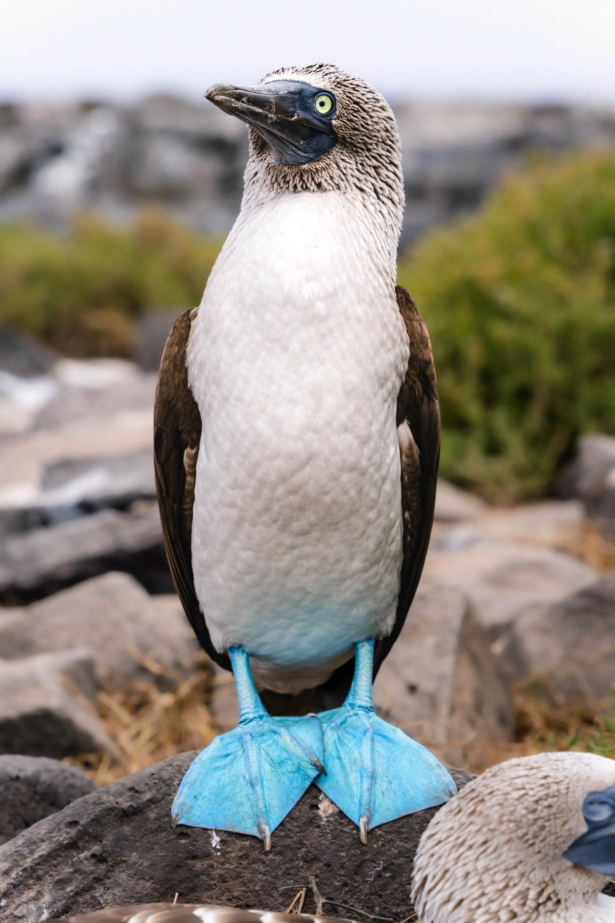 Blue-footed booby 9 - Photo credit_ Meche Chica for Ecoventura-2.jpg