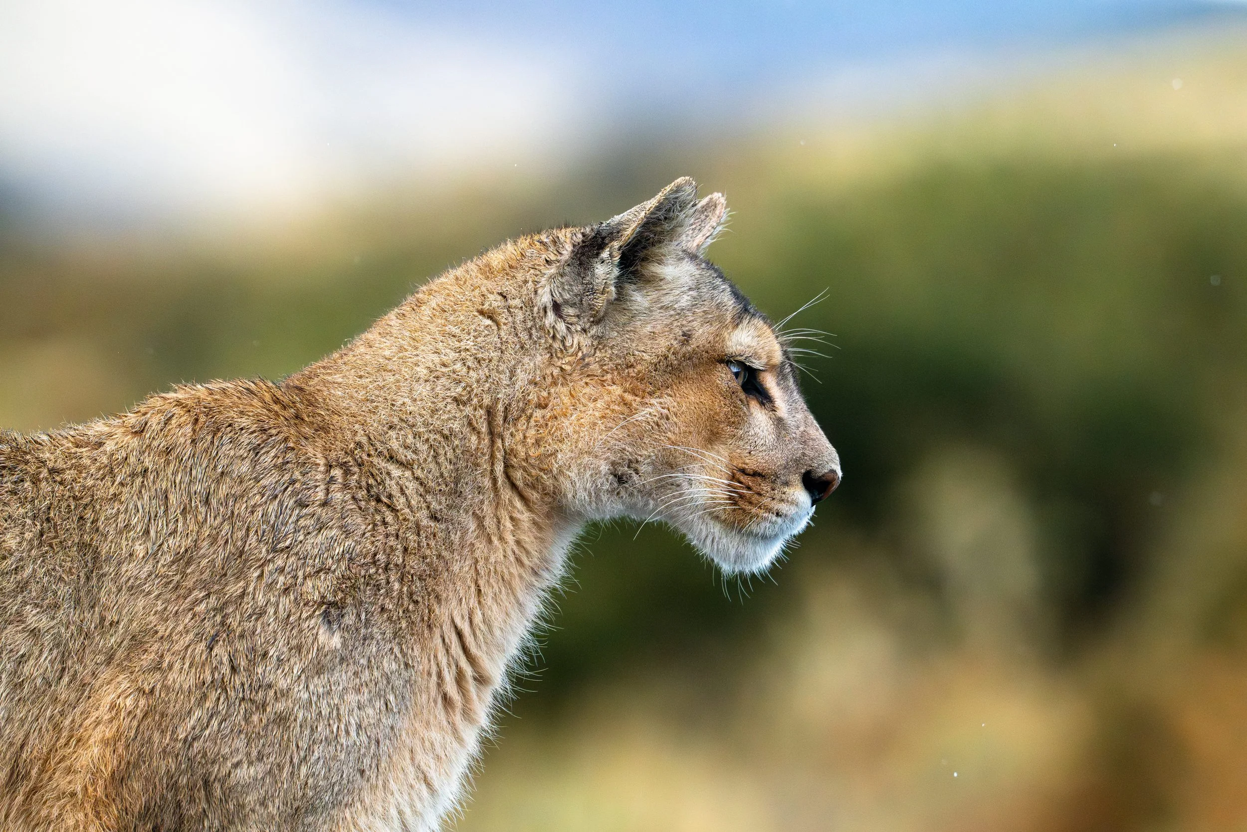 NZ8_0536-19.jpg