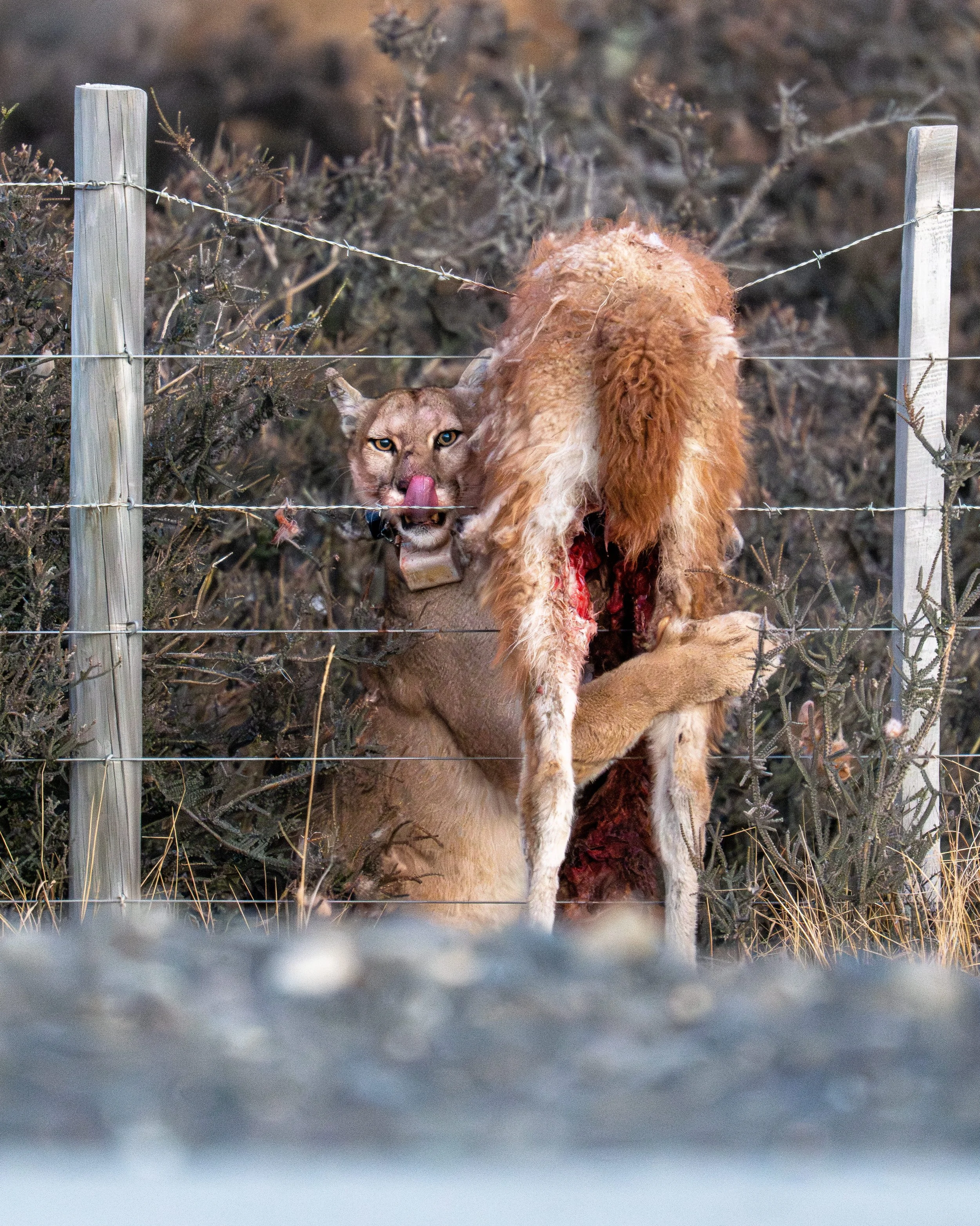 NZ8_6048-23.jpg