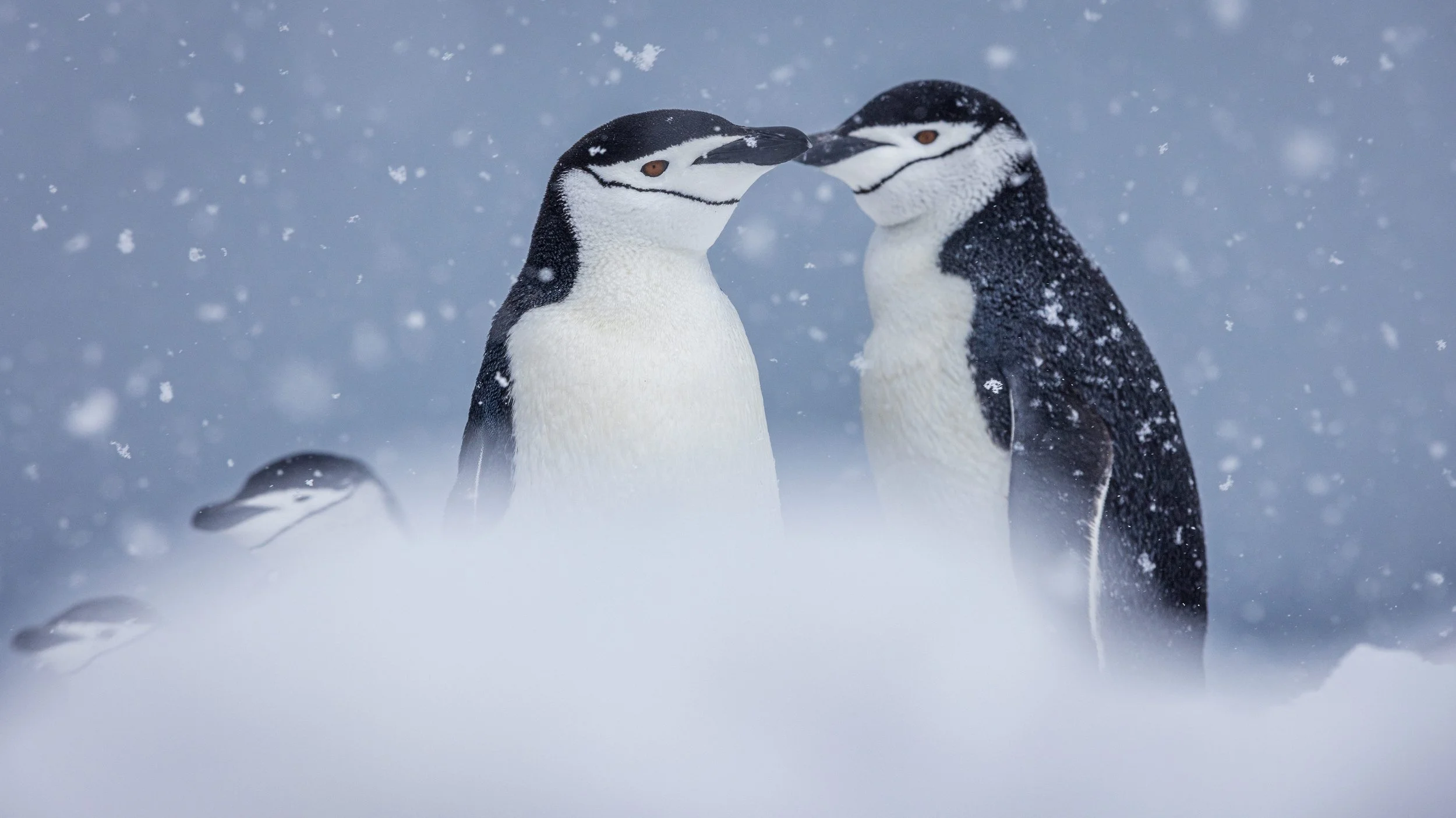 Two-Penguins-Antarctica-Piet-van-dem-Bemd-Secret-Atlas-2.jpg
