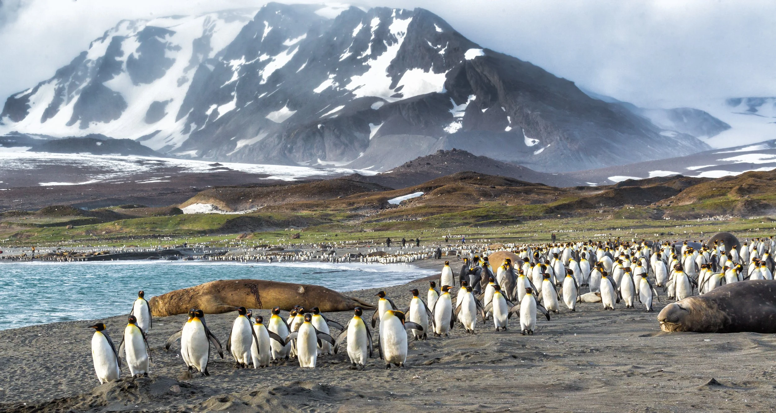 Wildlife-beach-South-Georgia-Shutterstock-Secret-Atlas.jpg