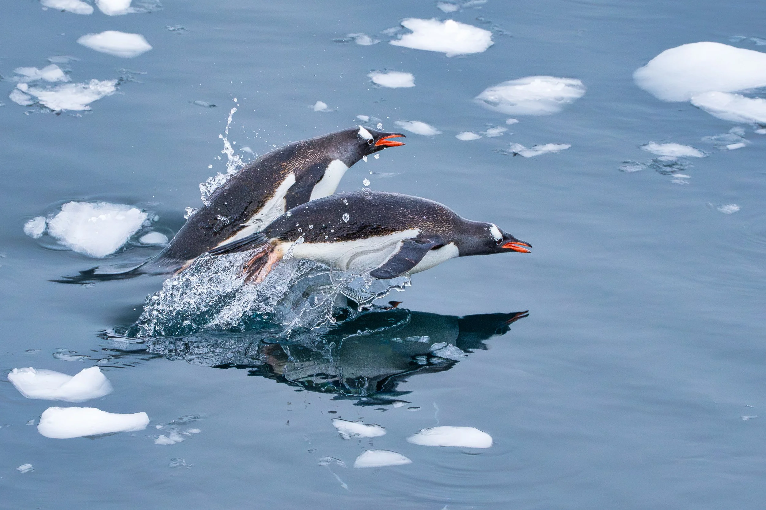 Gentoo-Penguins-Neko-Harbour-Antarctica-2024-Jean-Paul-delaharpe-Secret-Atlas.jpg