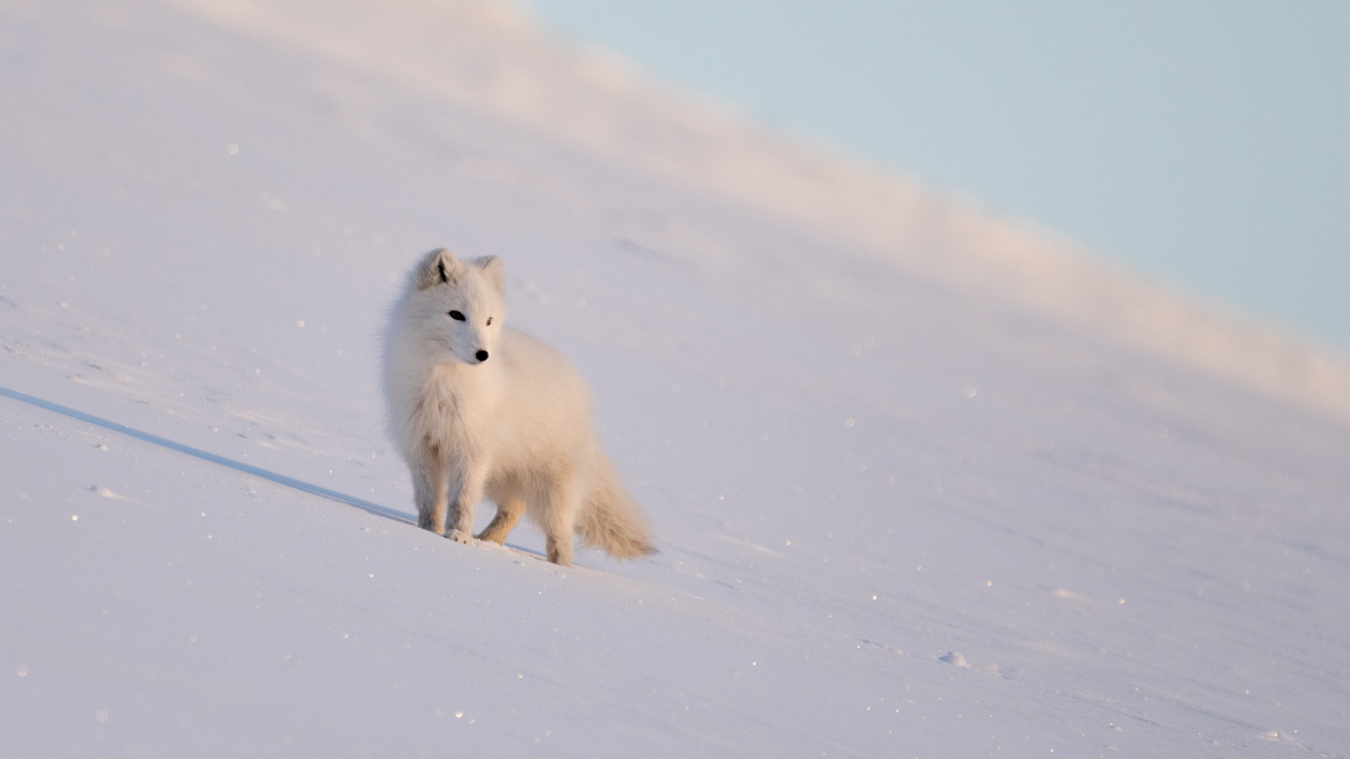 BLACK DELIGHTS PARA LOS TÍTULOS-8.png