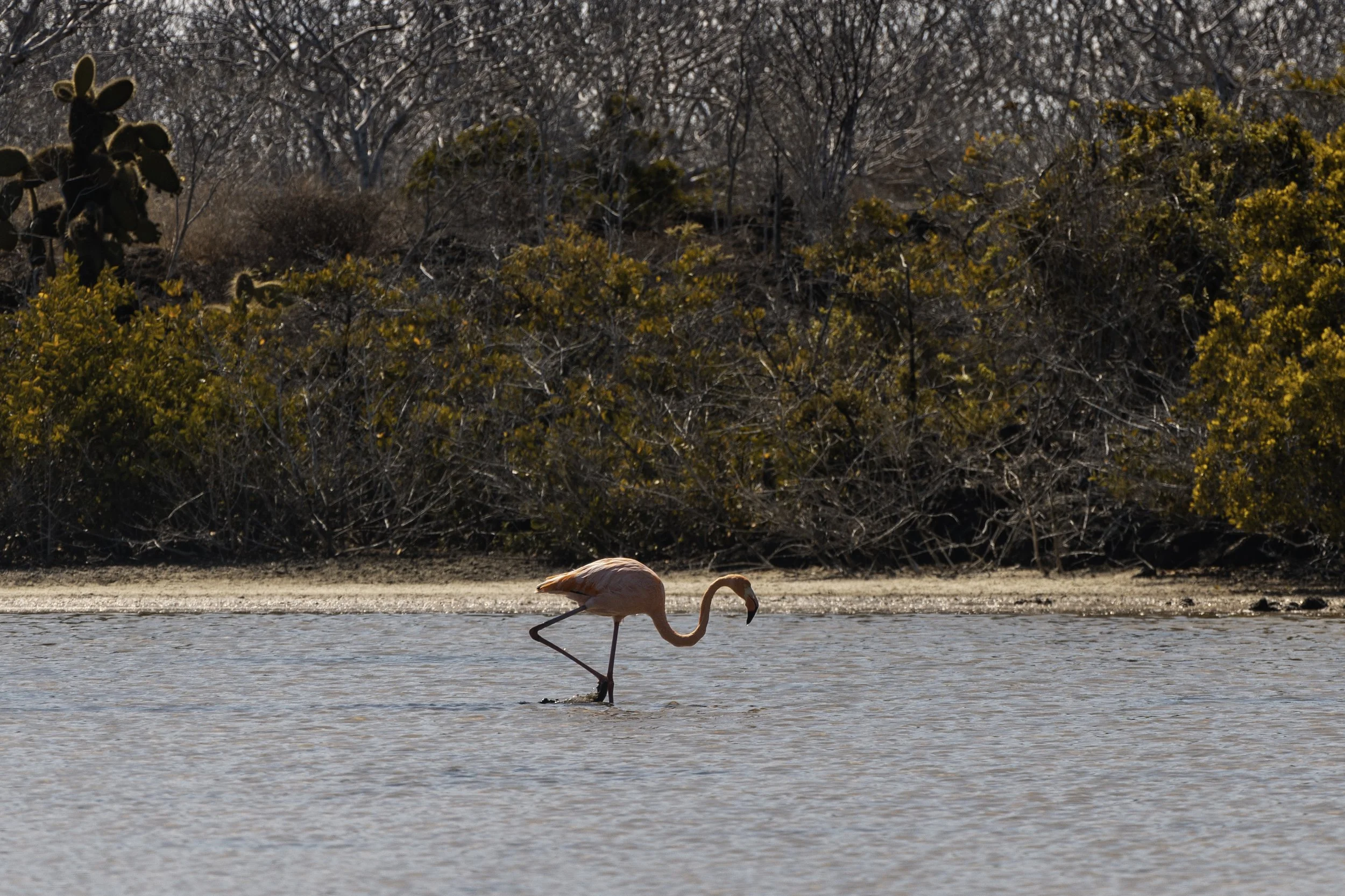 Bachas - Santa Cruz by Christopher Cueva 5.jpg