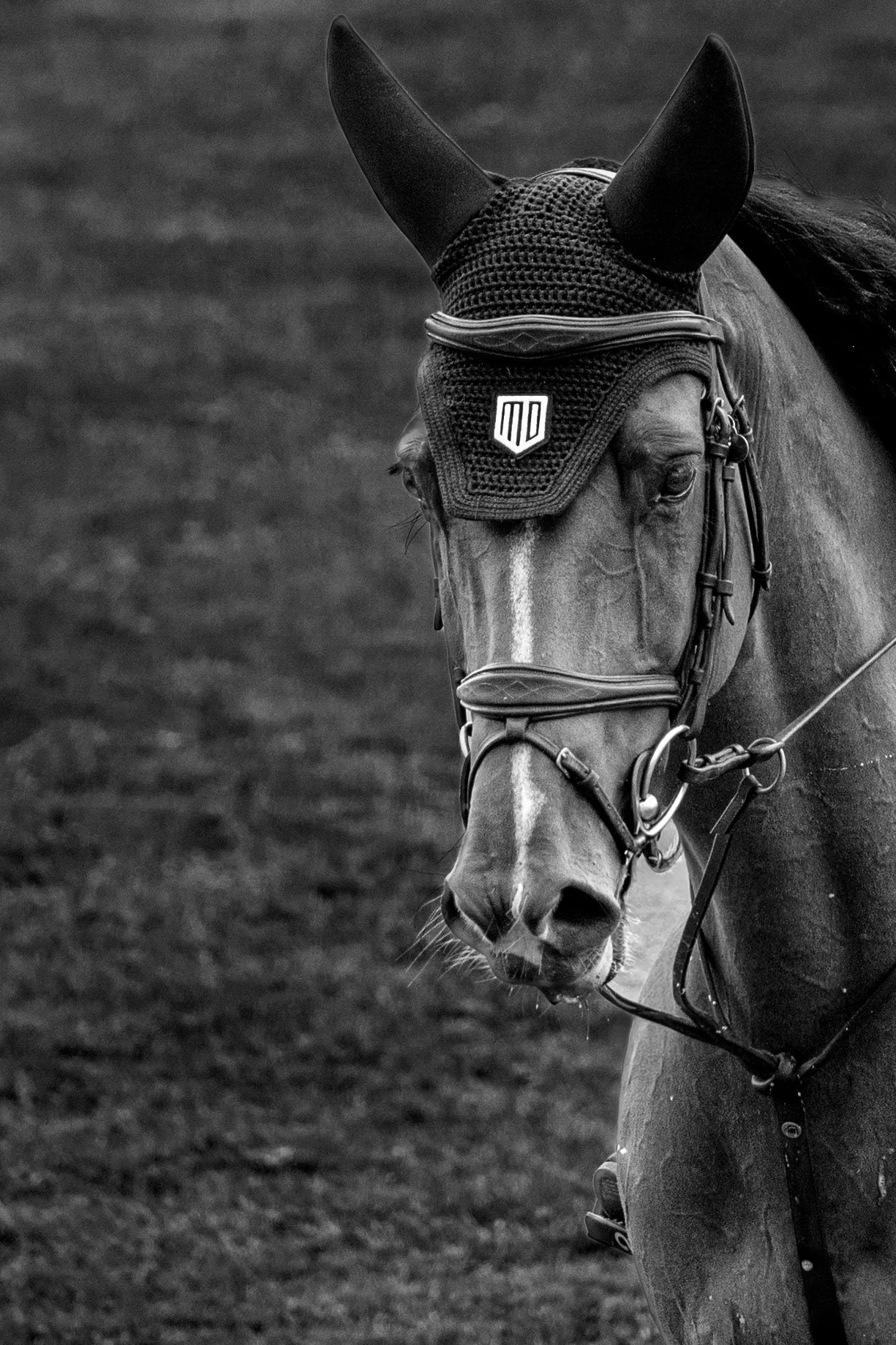 CSIO St. Gallen 2026