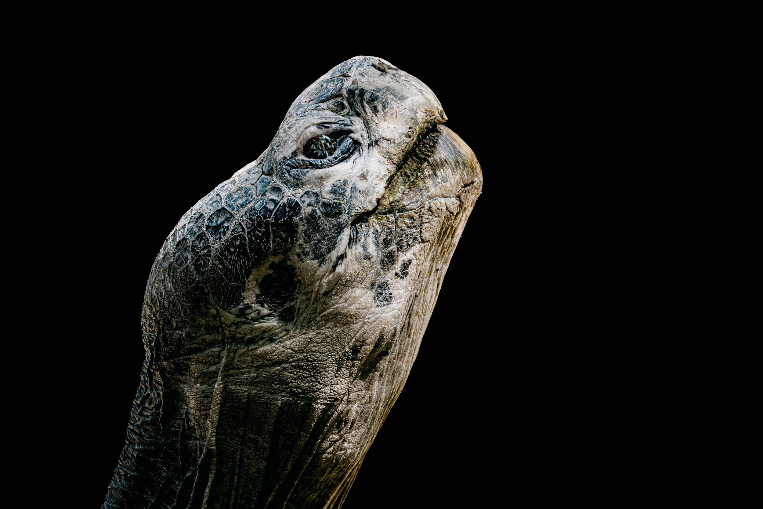 0F2A5747 Schildkröte.jpg