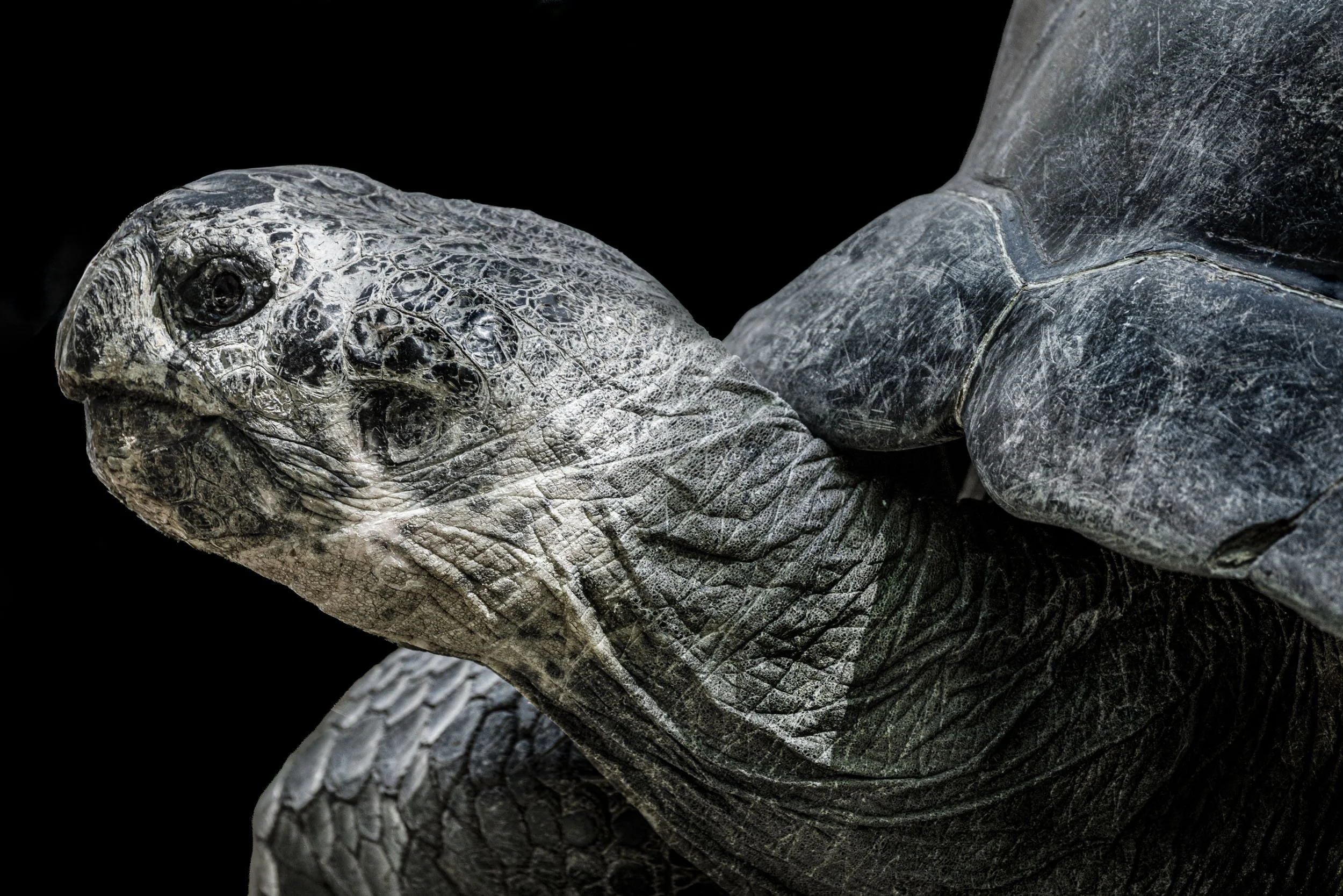 0F2A5779 Schildkröte_1.jpg
