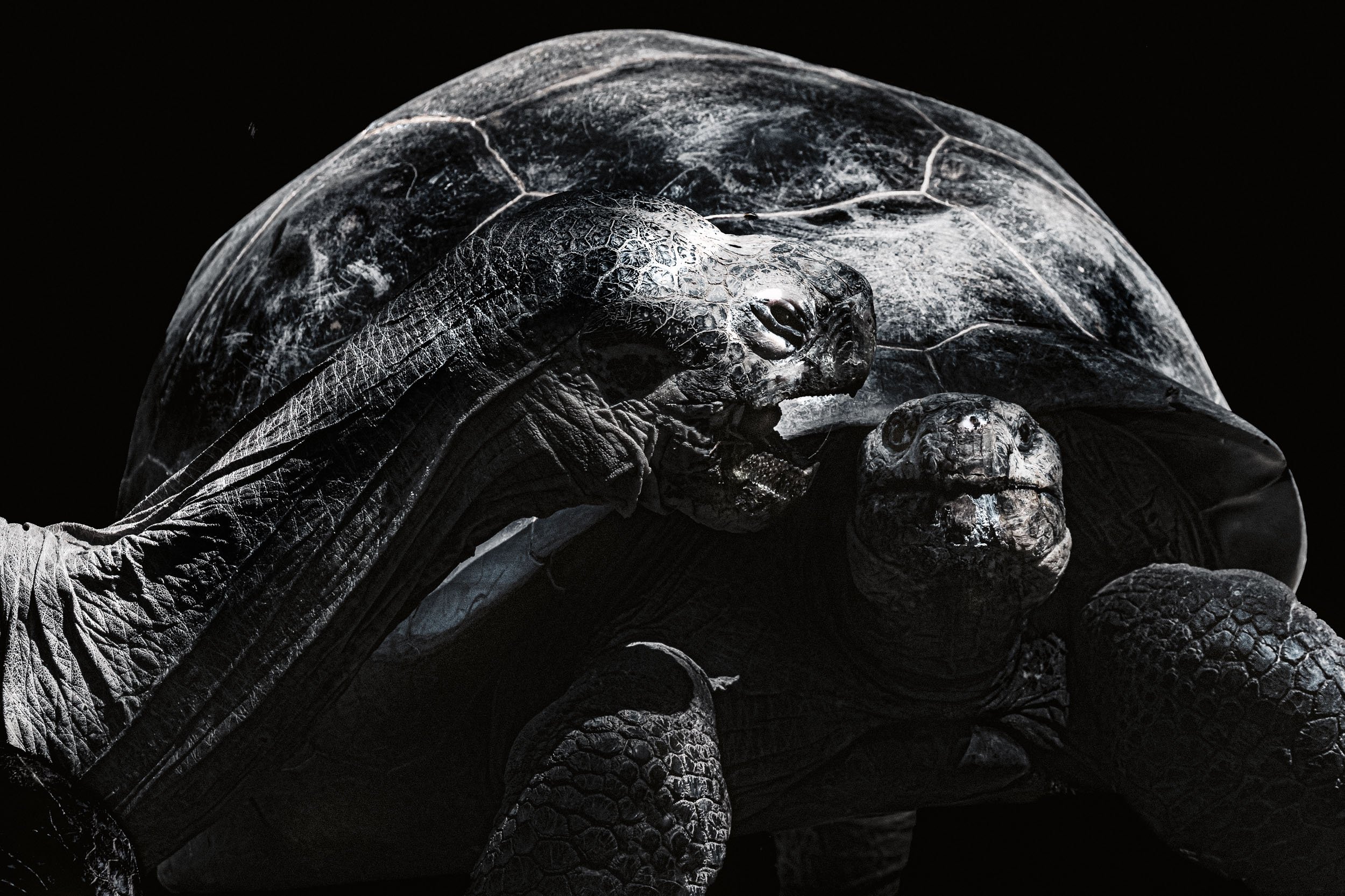 0F2A5770 Schildkröte c Kopie.jpg