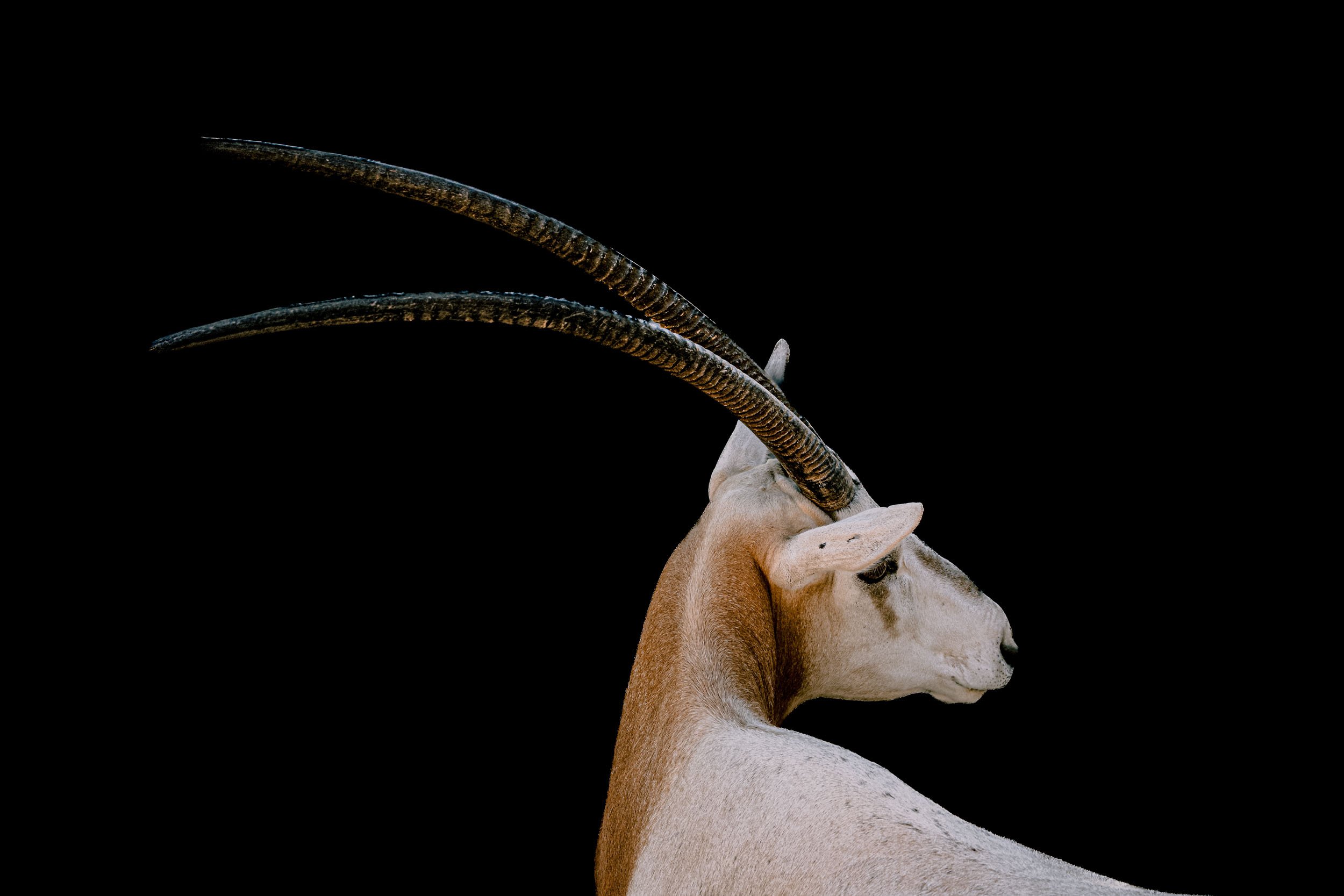 Animal Dignity