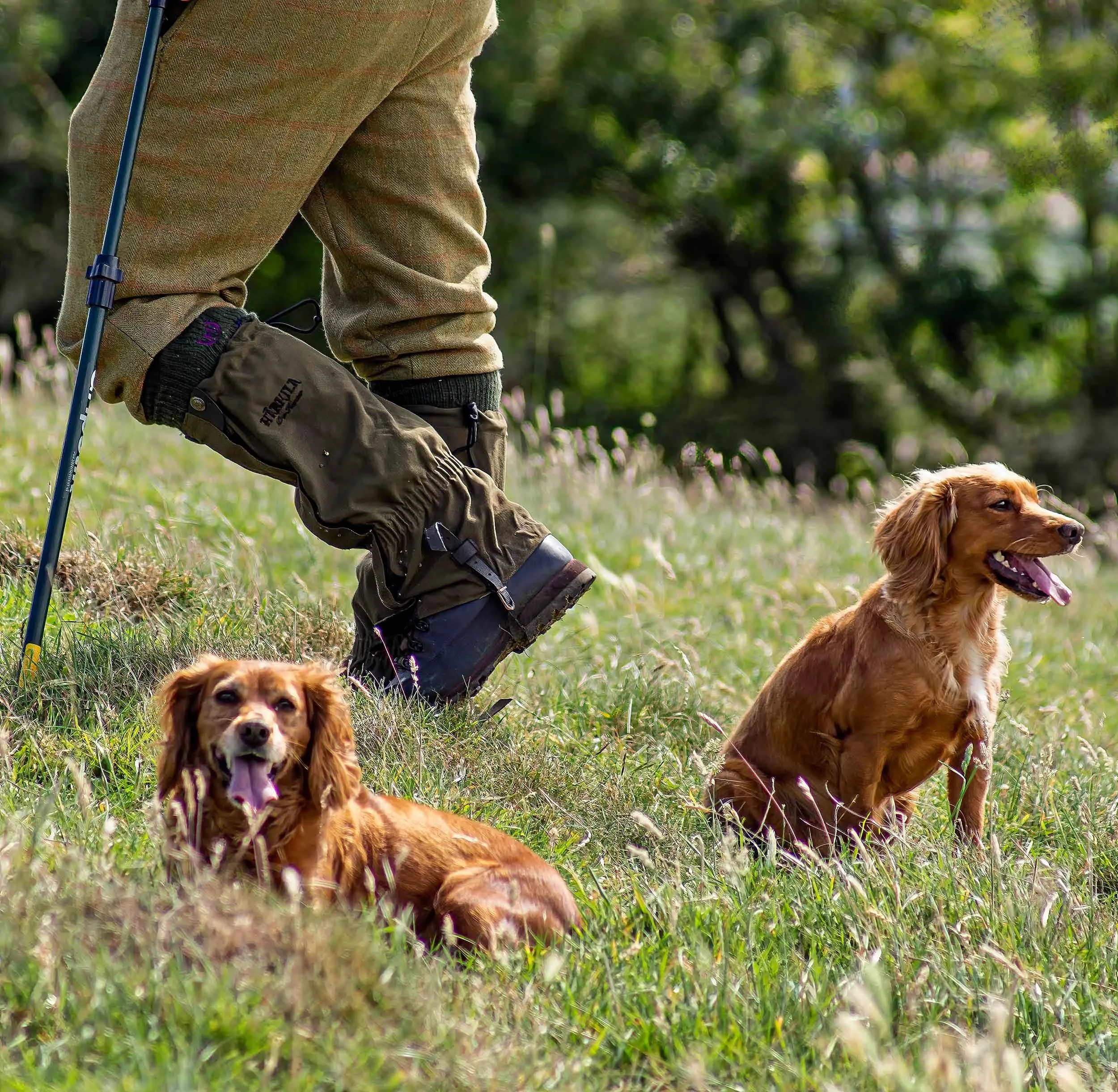 A person in outdoor gear with two brown dogs in a grassy, wooded area.