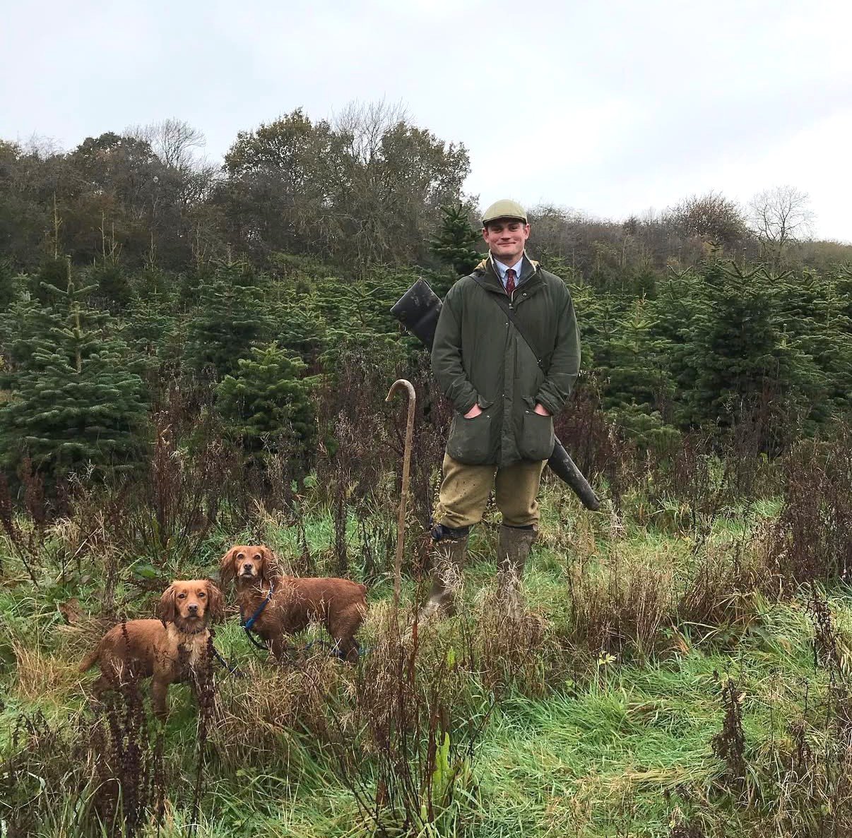 Man in hunting gear with two dogs in a forested area with evergreen trees.