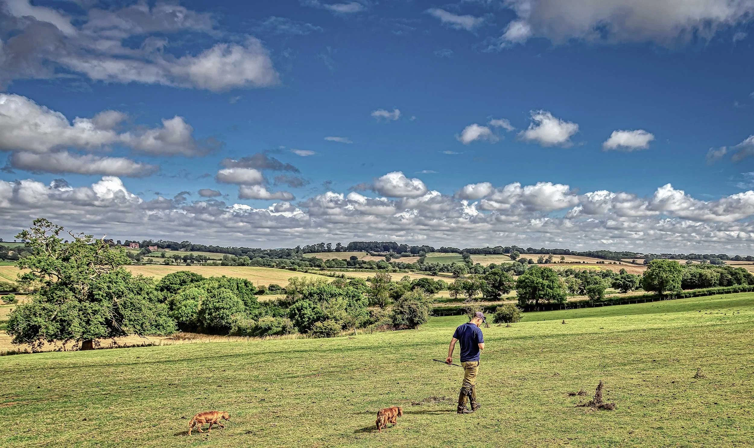 A man walking in a wide open grassy field with two dogs, under a partly cloudy sky, with rolling hills and trees in the background.