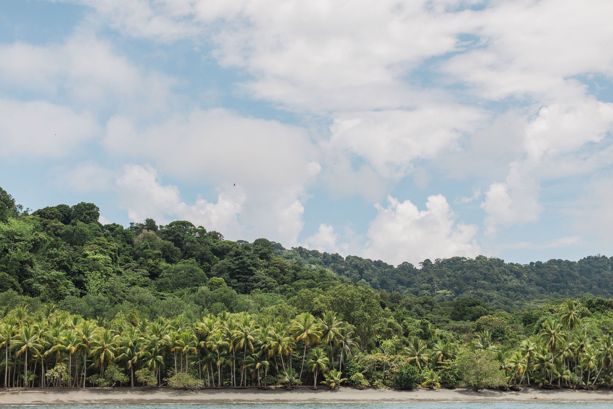 A view of lush green tropical trees and palm trees along a shoreline with a blue sky and scattered clouds overhead.