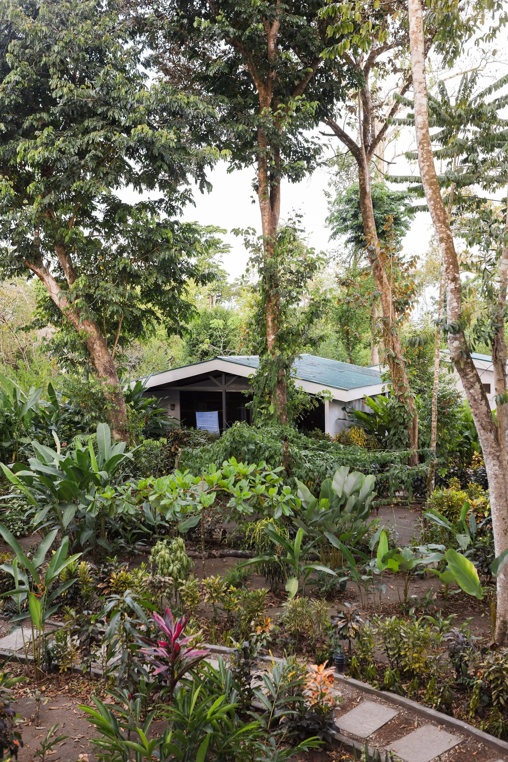 A lush garden with a variety of green plants, trees, and shrubs surrounding a pathway leading to a house with a green roof, partially visible.