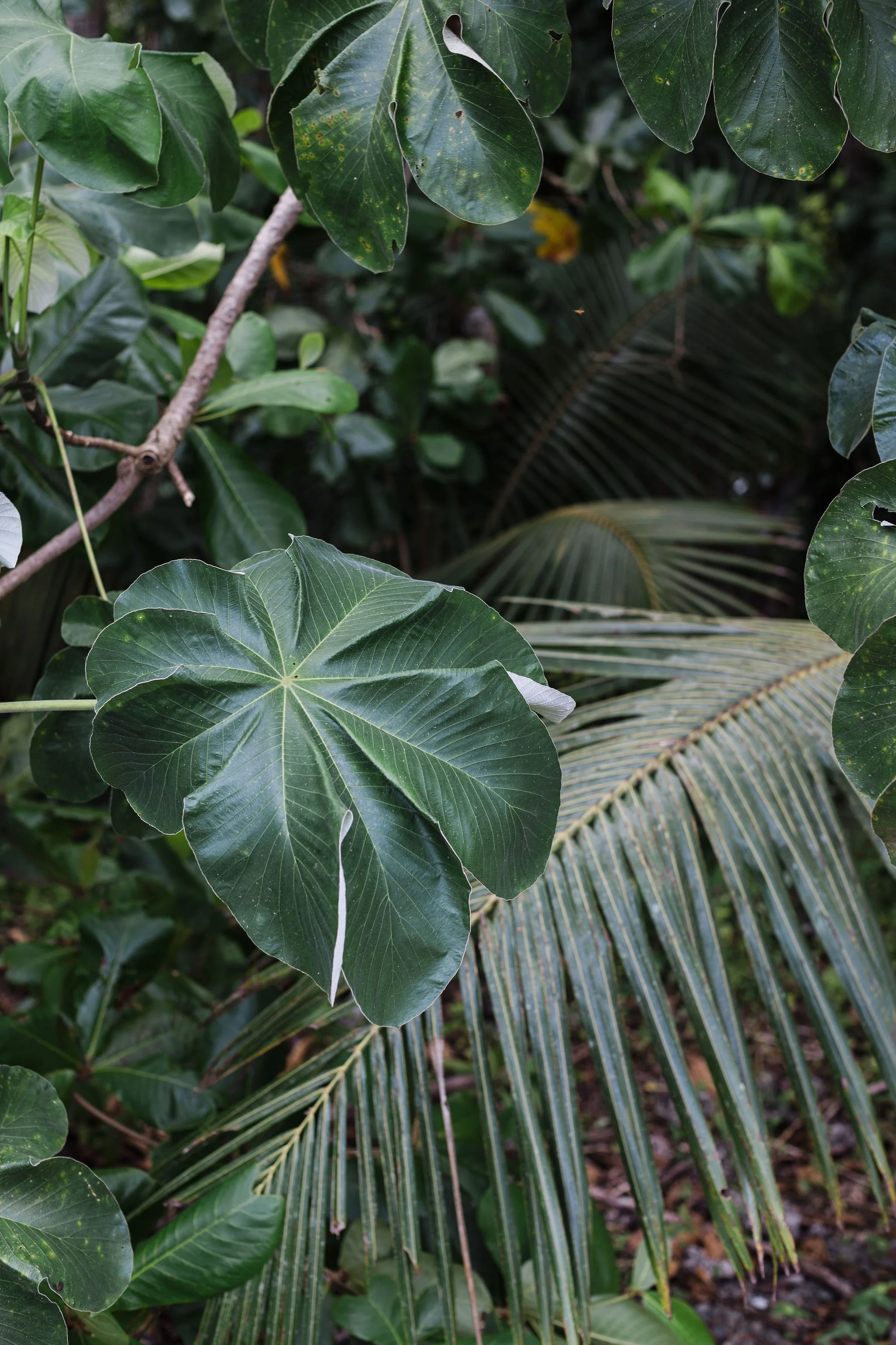 Close-up of tropical green leaves of different shapes and sizes in Costa Rica.