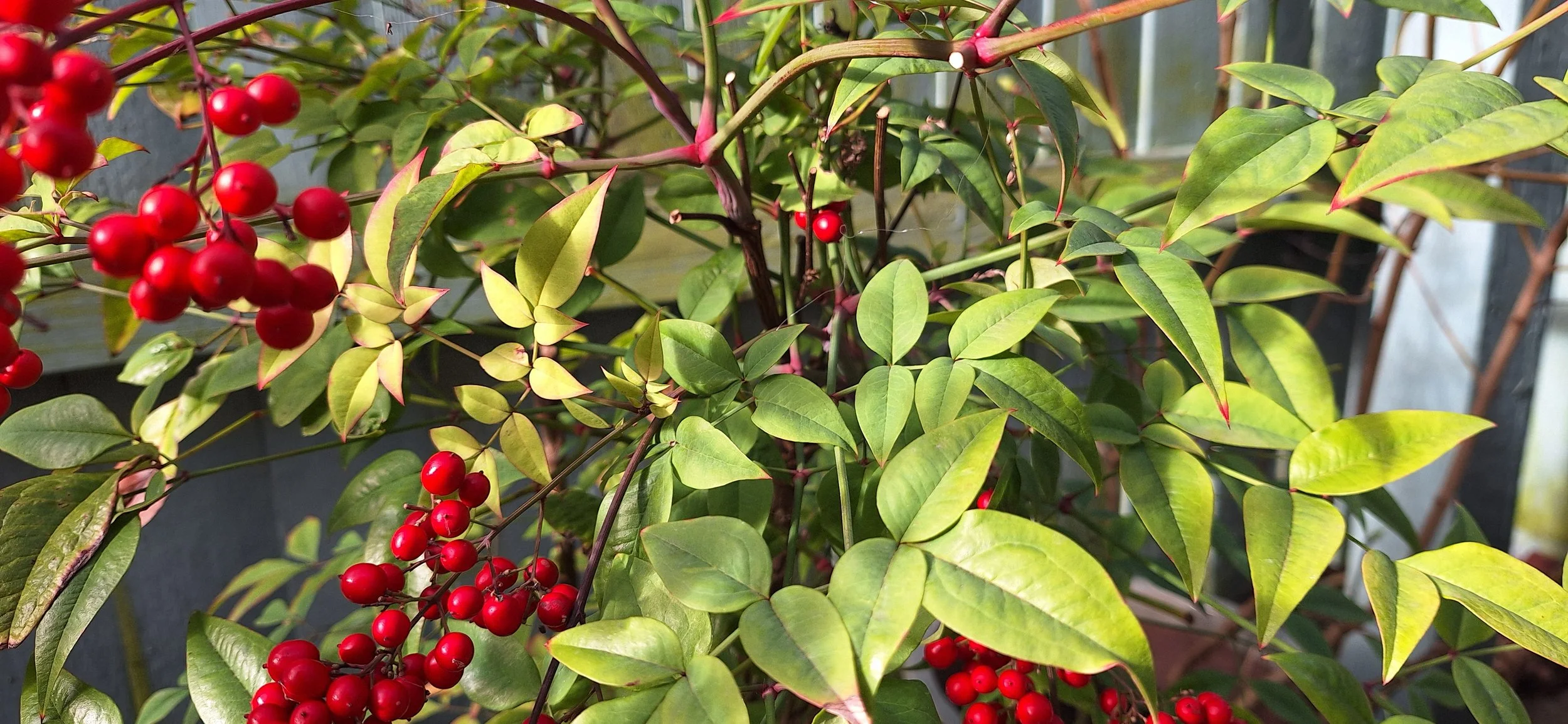 Garden Design Principle: Unity and Repetition