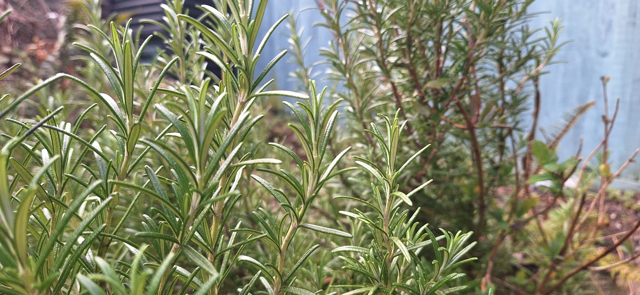 Garden Design Principle: Movement and Rhythm</span>