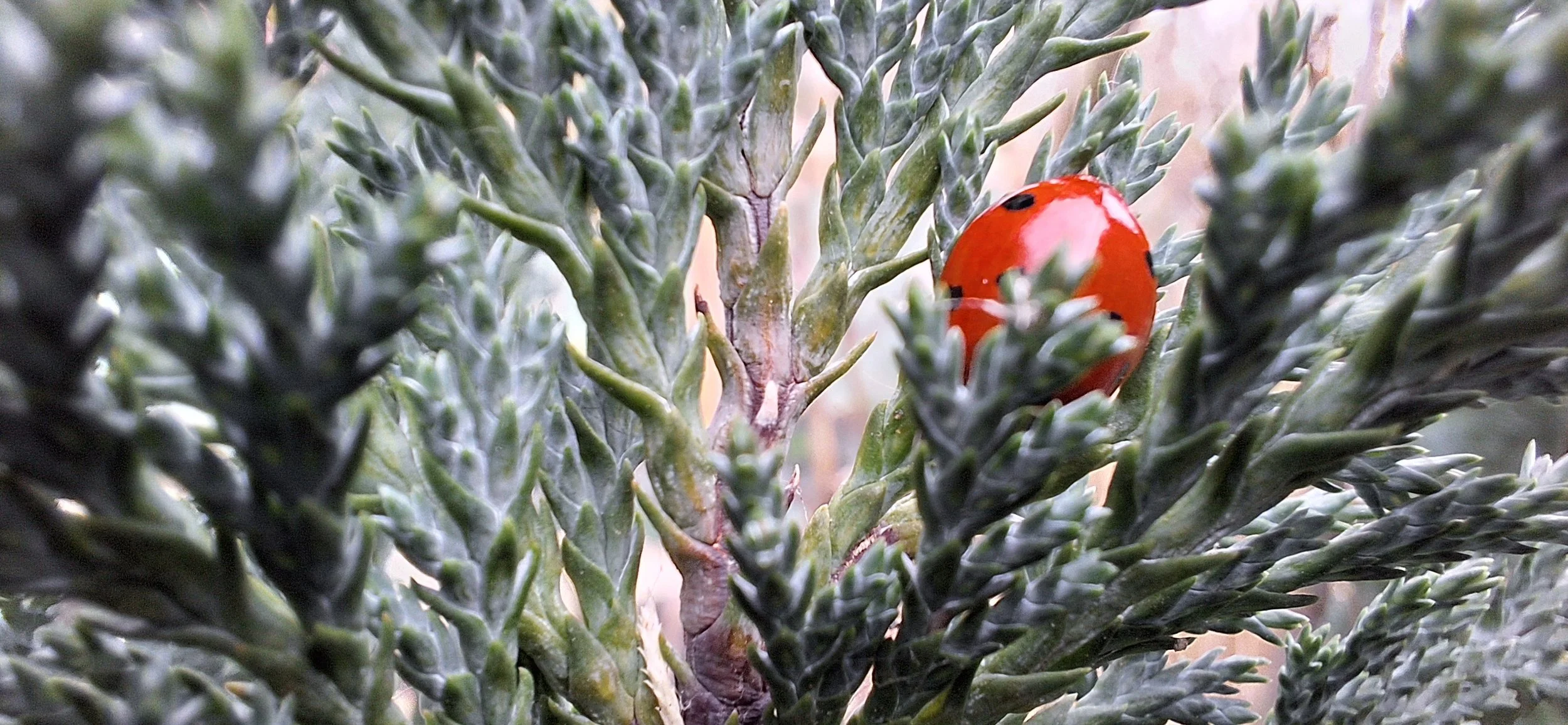 What’s in a name? Why do botanists use Latin to name plants?