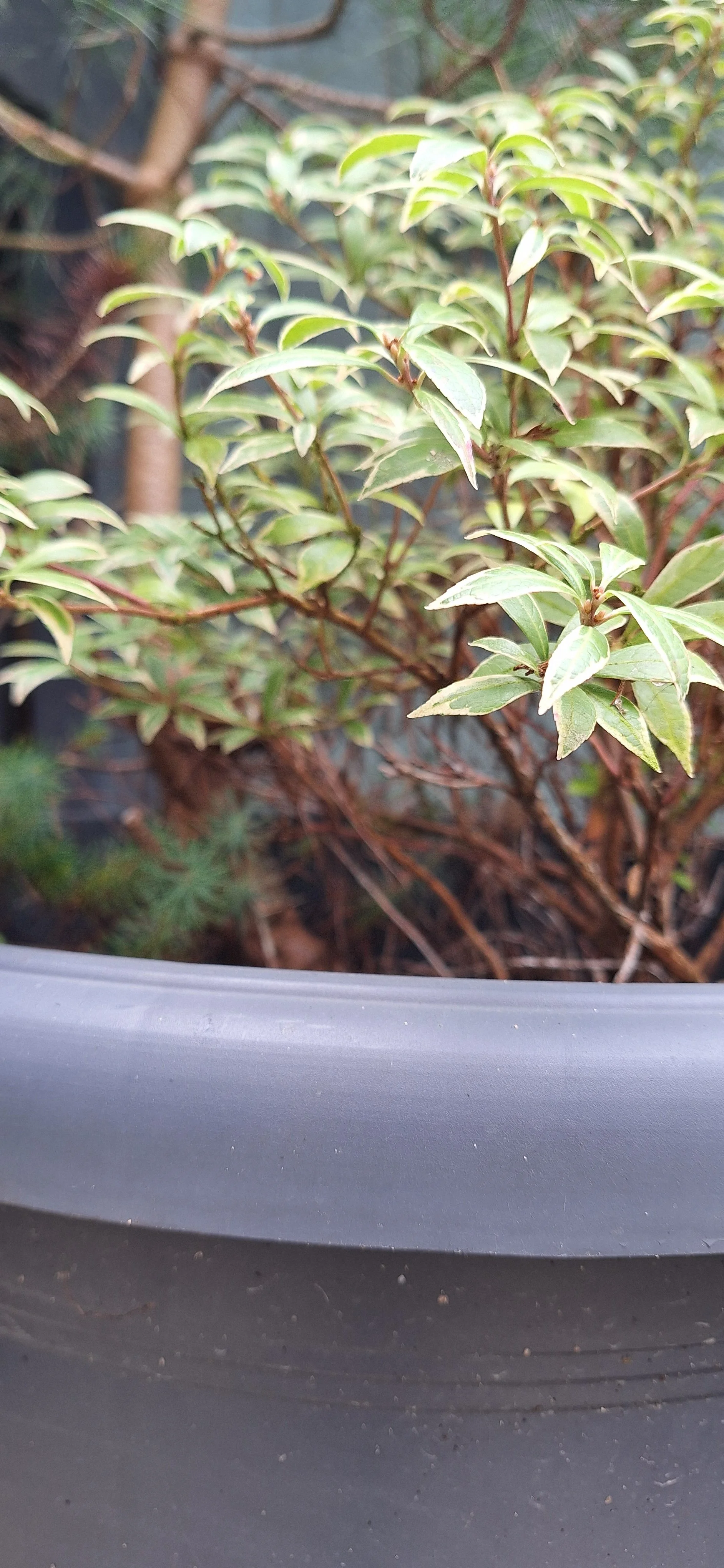 Year round interest: creating a garden that looks great all year round.