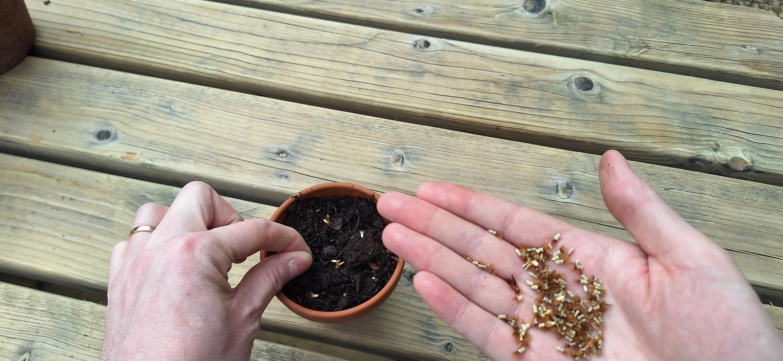 How to guide: sowing seed