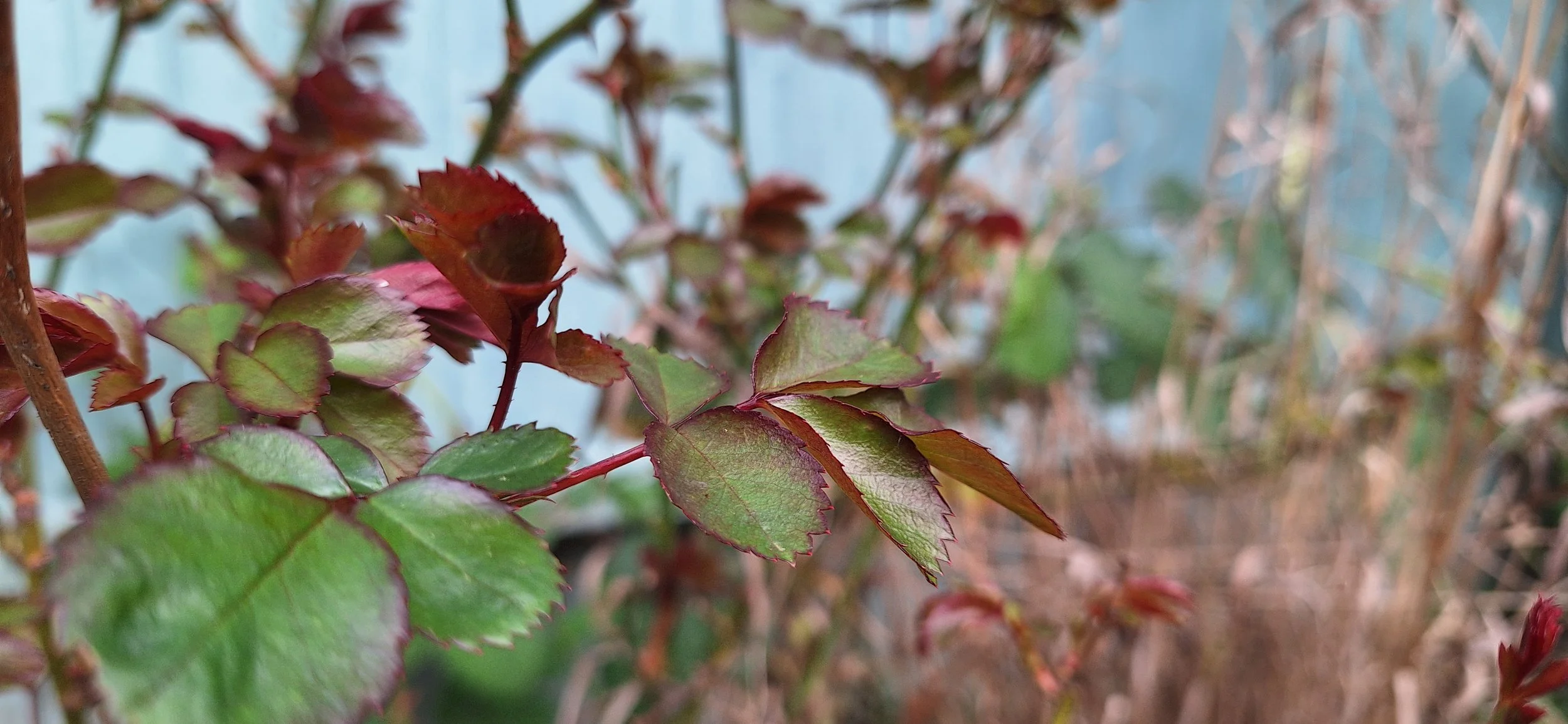 The seven principles of plant selection