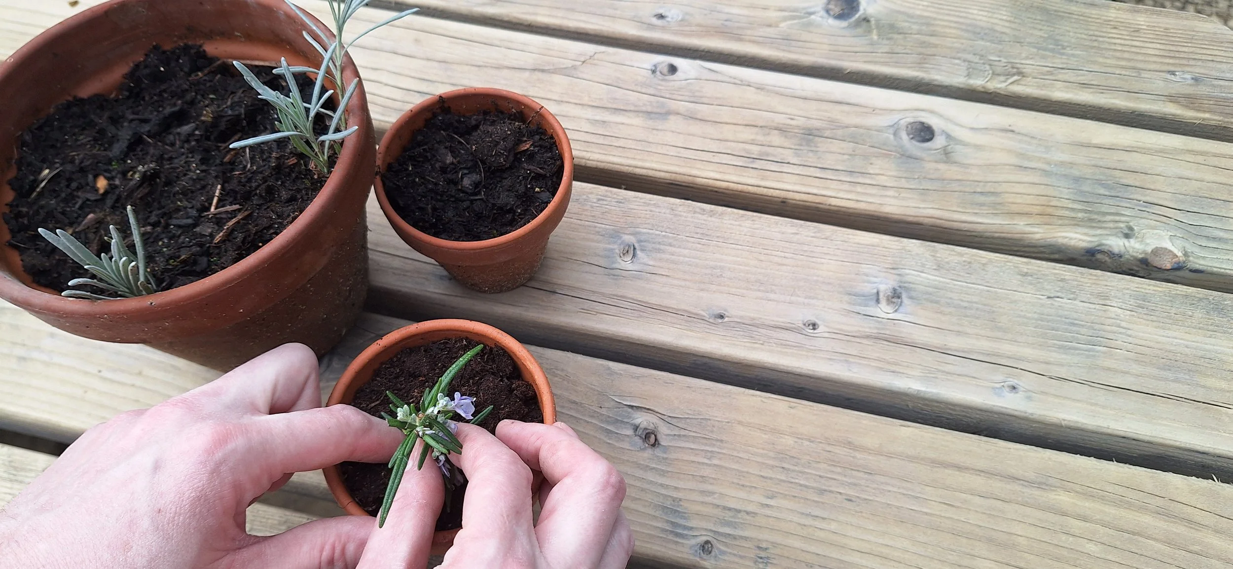 Cut above the rest: how to take stem cuttings