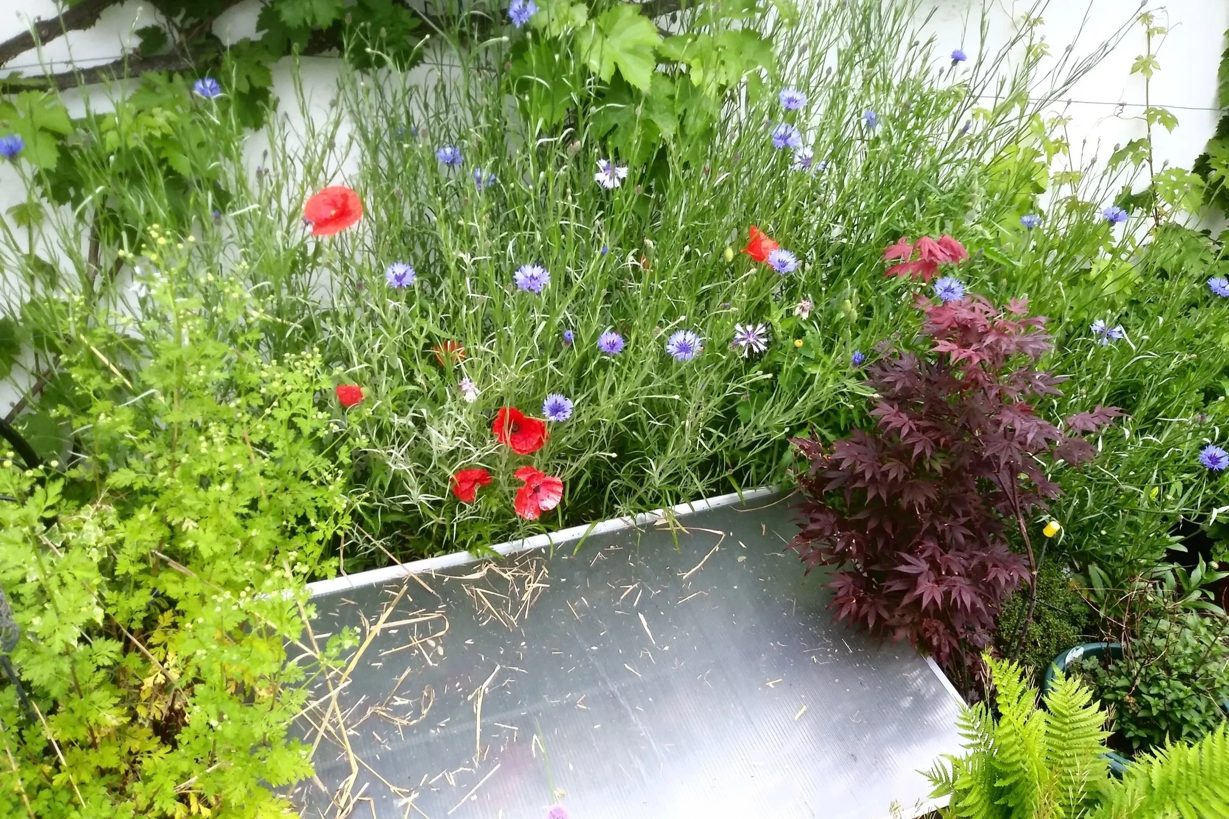 Budget friendly gardening: Cost saving tips without breaking the bank