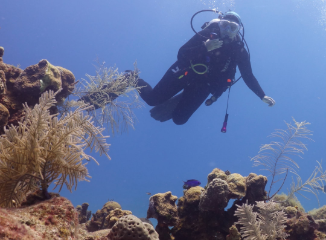 Scuba diver swimming underwater near coral reef and marine plants.