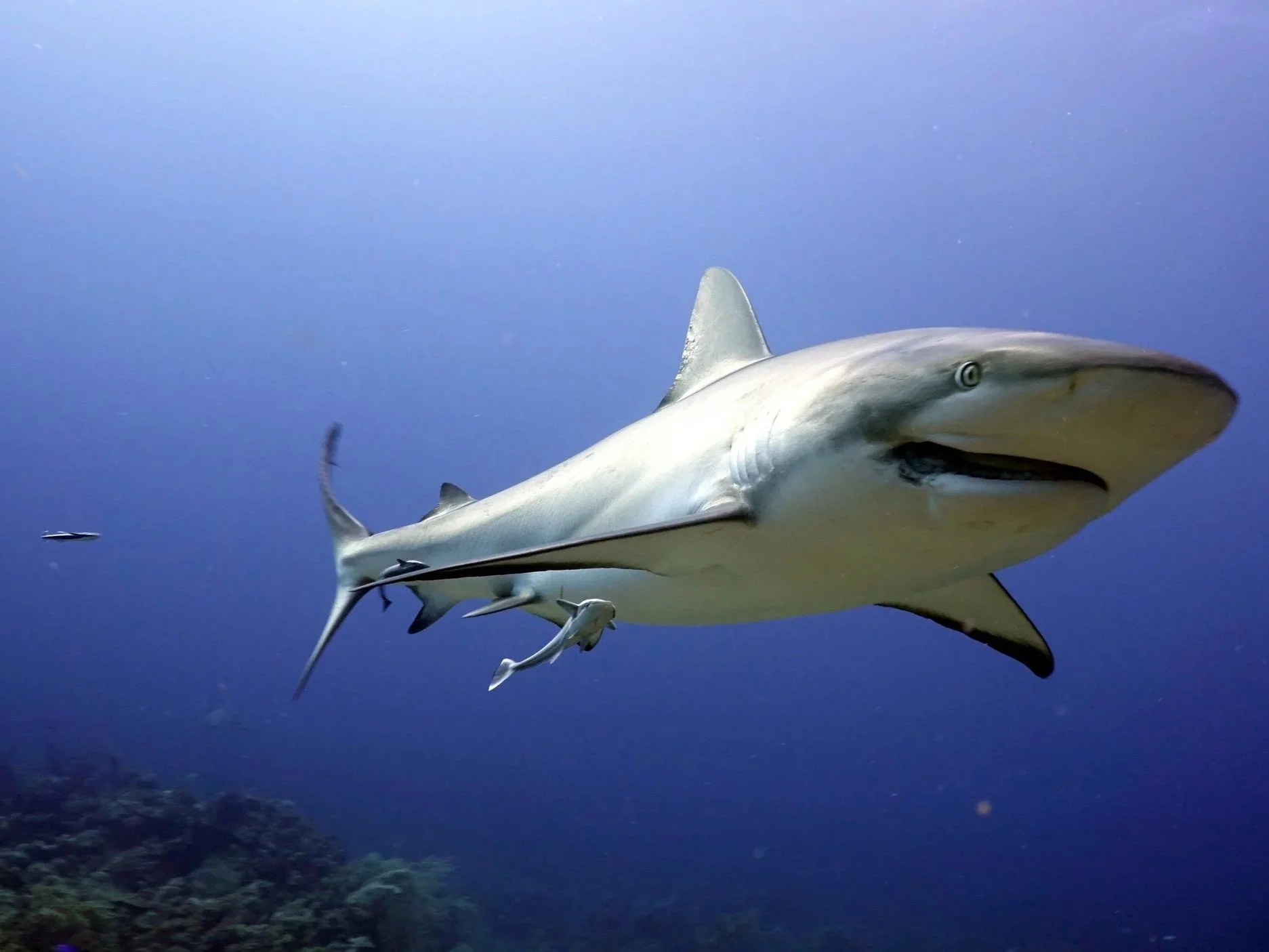 A shark swimming underwater with smaller fish around it, ocean floor visible in the background.