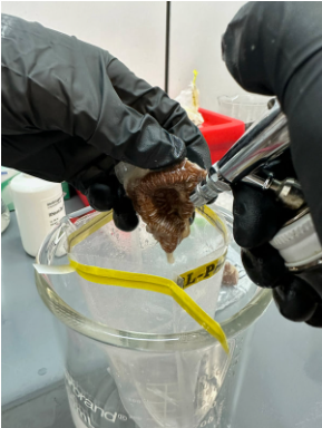 Two people wearing black gloves wash a small brown dog's paws in a clear plastic basin with water and soap, on a gray table.