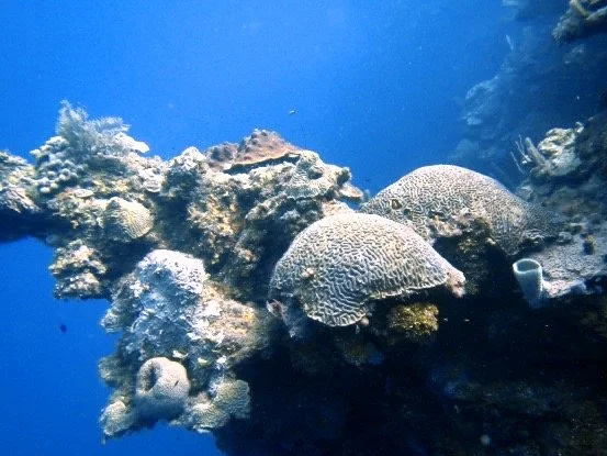 Underwater coral reef with various corals and marine life.