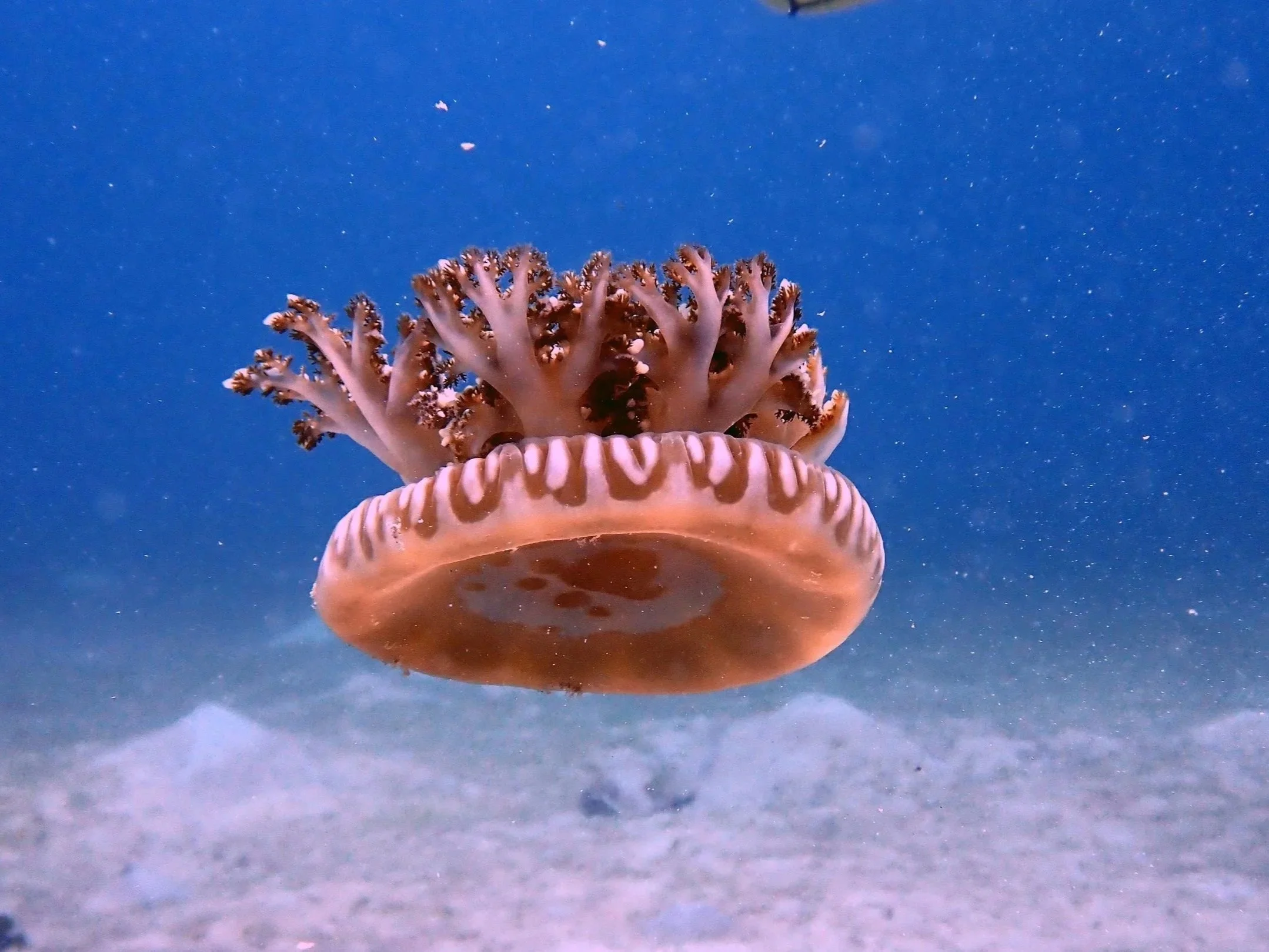 A close-up underwater image of a coral with a purple background of water and small particles floating.