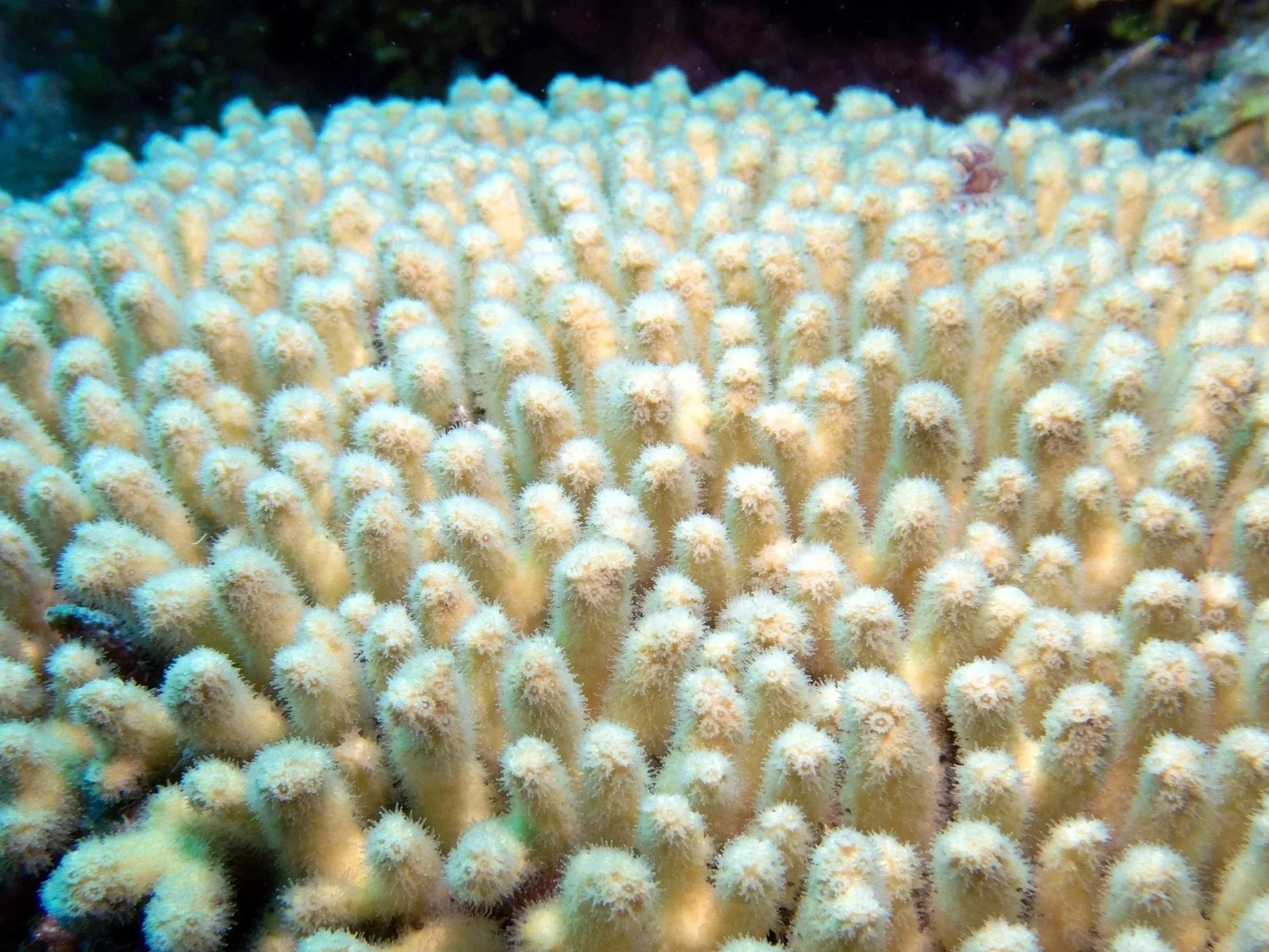 Close-up of a soft coral with yellow and white polyps underwater.