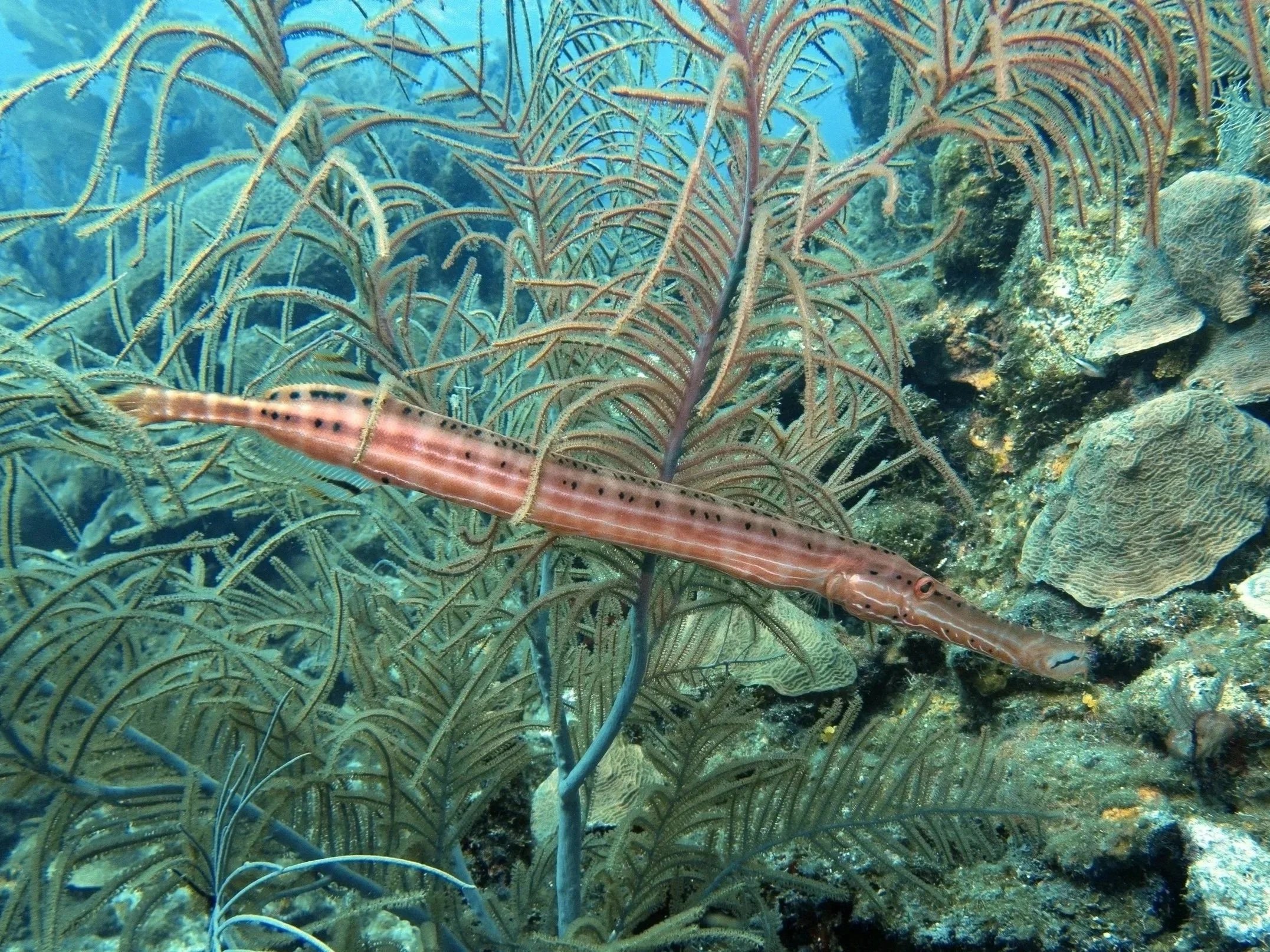Underwater scene with coral reefs, sea fans, and a long, slender fish with spots on its body.