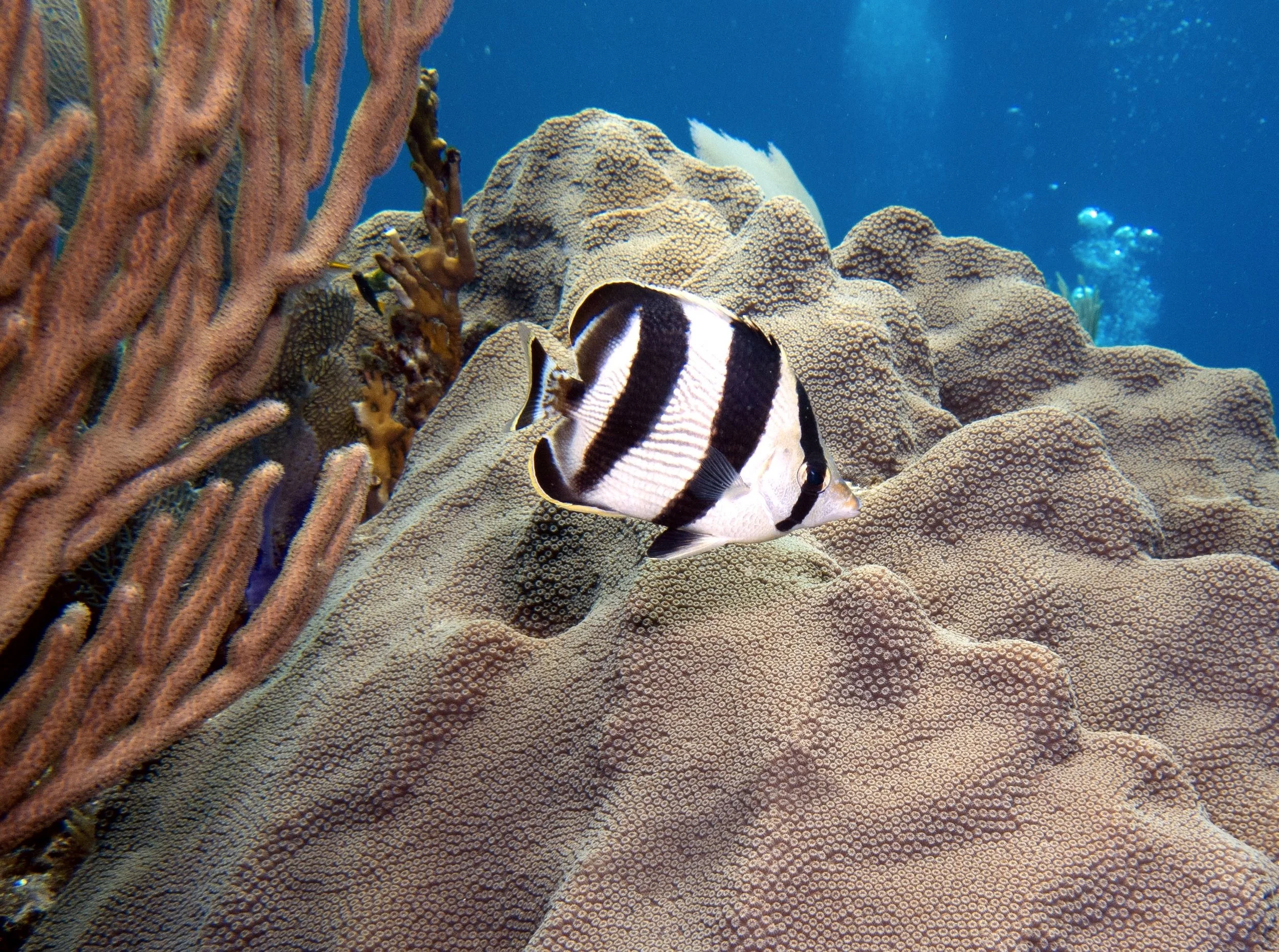 Underwater scene with coral reefs and a black and white striped fish swimming among the corals.
