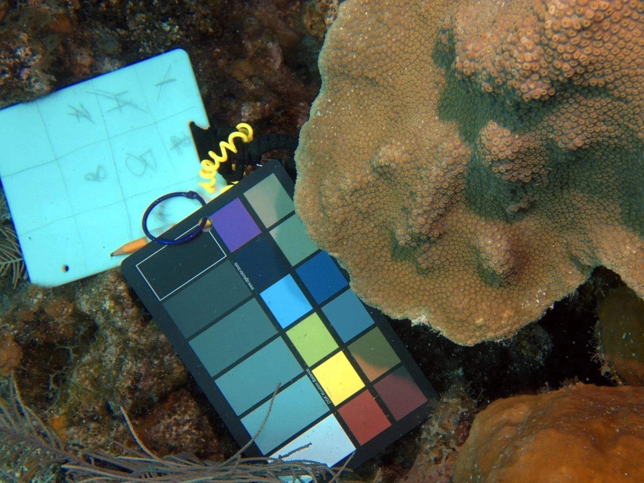 Underwater scene with coral and a color calibration chart and a pen.