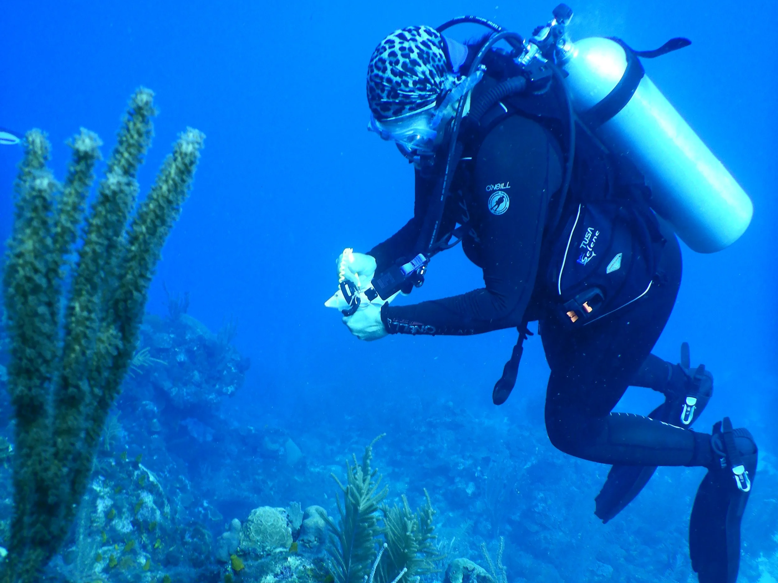 A scuba diver in black gear exploring coral reef underwater, holding a white object, surrounded by sea plants and coral.