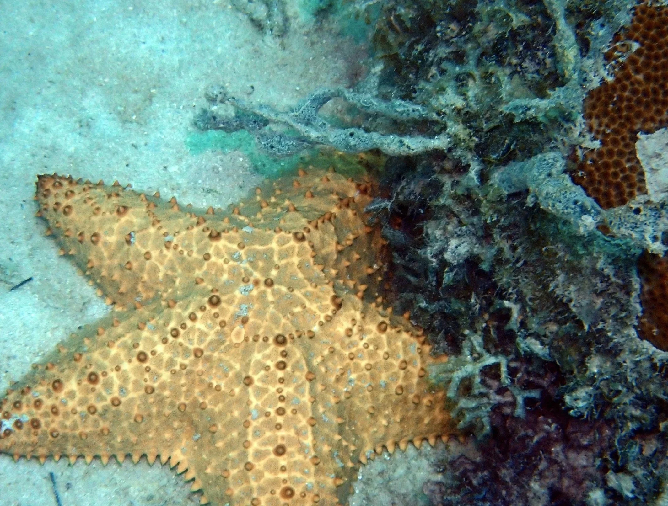 Close-up underwater image of a camouflaged flatfish resting on the ocean floor with corals nearby.