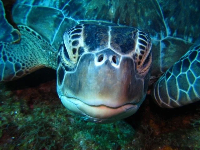 Close-up of a sea turtle underwater, showing its head and flippers with detailed shell patterns.