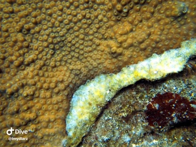 Coral Disease