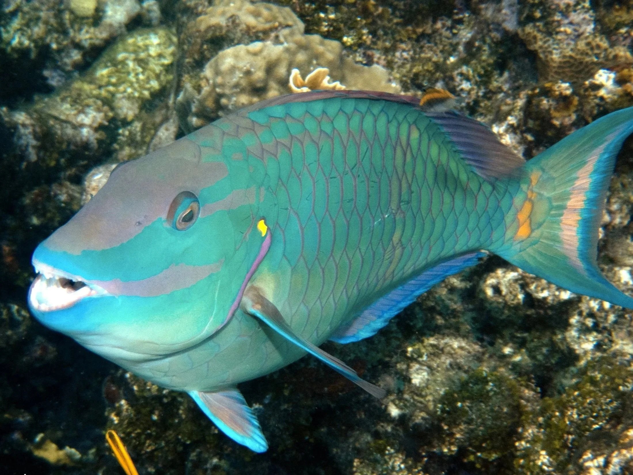 A colorful fish with intricate blue, green, yellow, and purple patterns on its body, swimming near the coral reef.