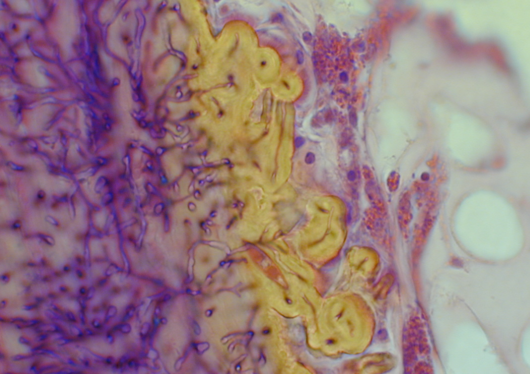 Close-up microscopic view of complex tissue structures with purple, yellow, and white colors.