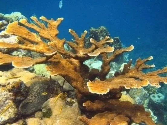 Coral Immunity
