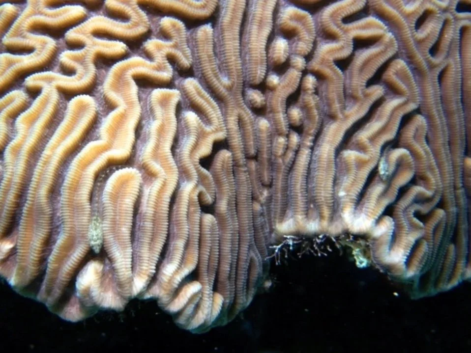 Close-up photograph of a coral reef showing detailed, wrinkled, and ridged coral polyps.