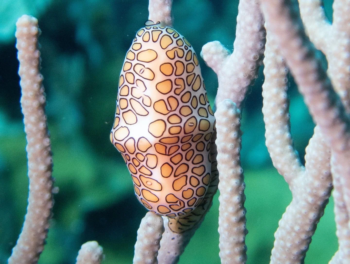 A colorful marine nudibranch with orange and black patterned markings on its body, attached to coral in an underwater scene.